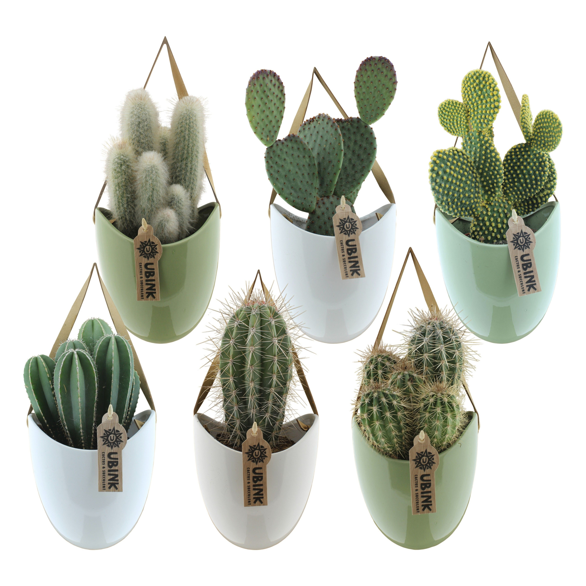 Cactus in hangpot met displaydoosje, D 12 cm