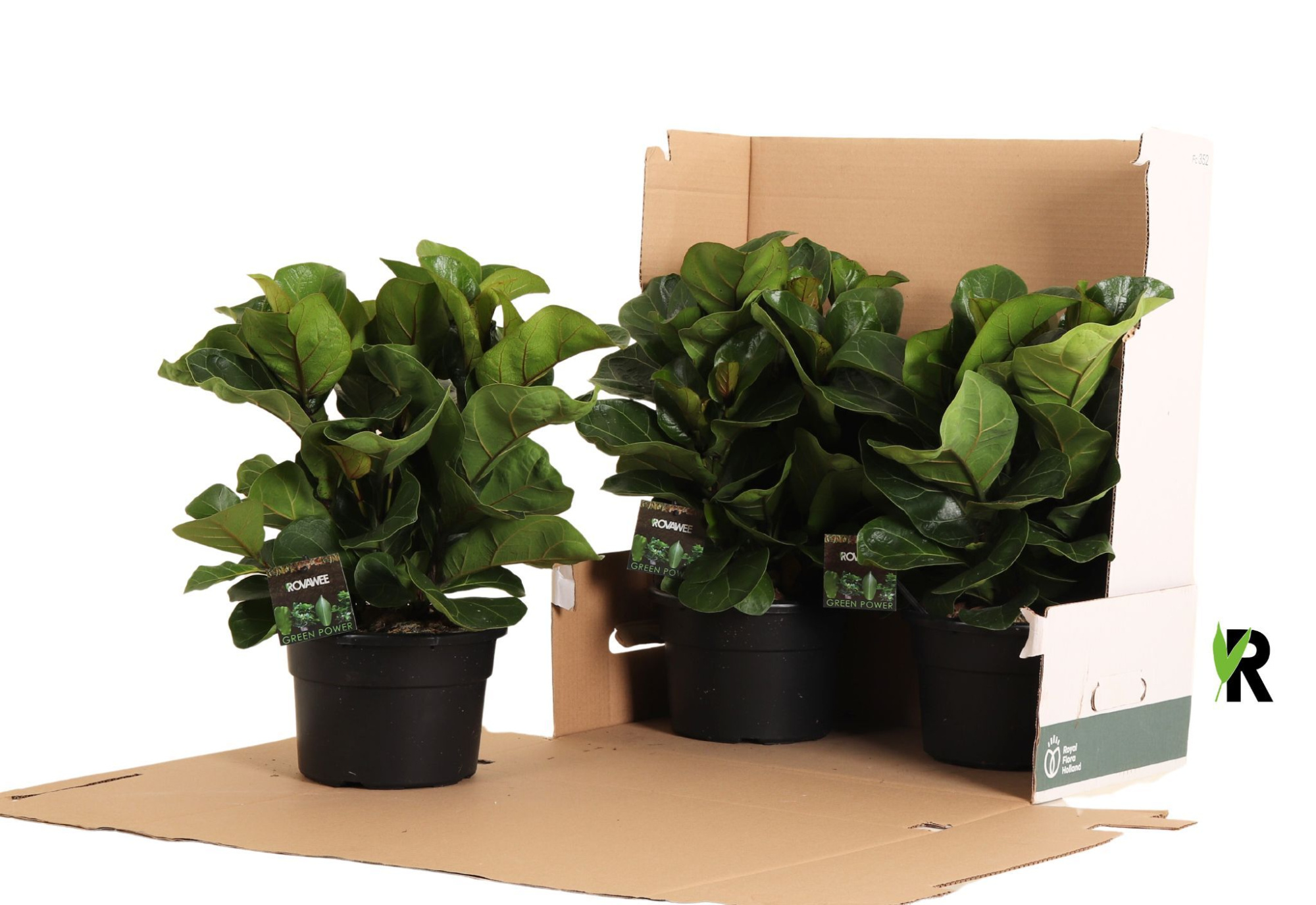 Ficus Lyrata Bambino ´Clumb´ in hoes, D 21 cm