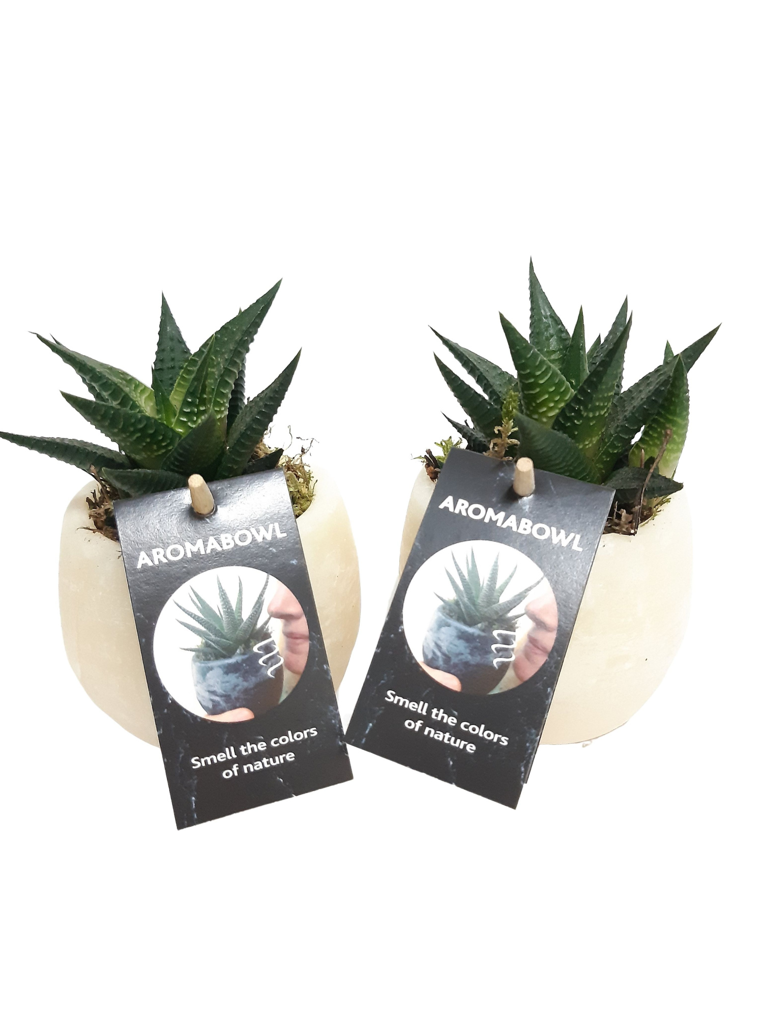 AB9CINHAW Aroma Bowl Cinnamon 9cm Haworthia, D 9