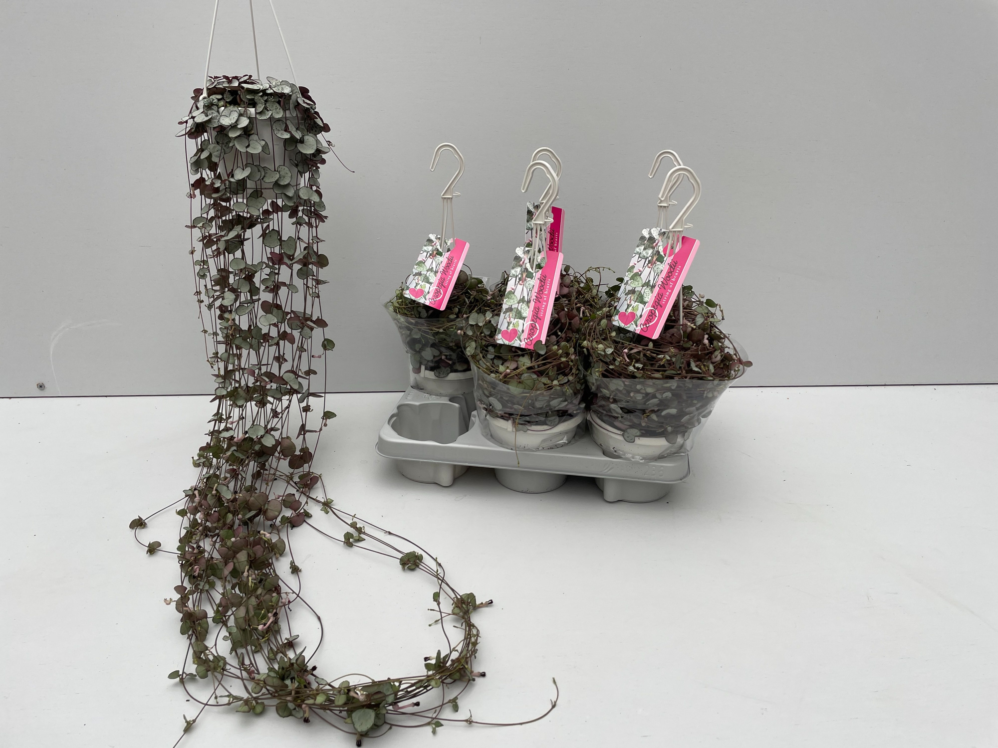 Ceropegia Woodii Slver Glory, D 14 cm