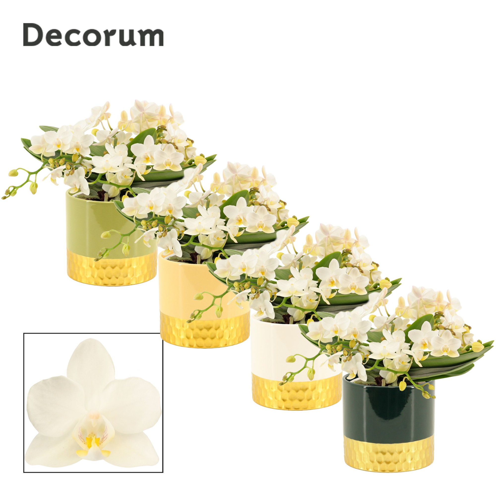 Phalaenopsis table Whitney 4+ tak in Frederique (Top blend-colle, D 12 cm