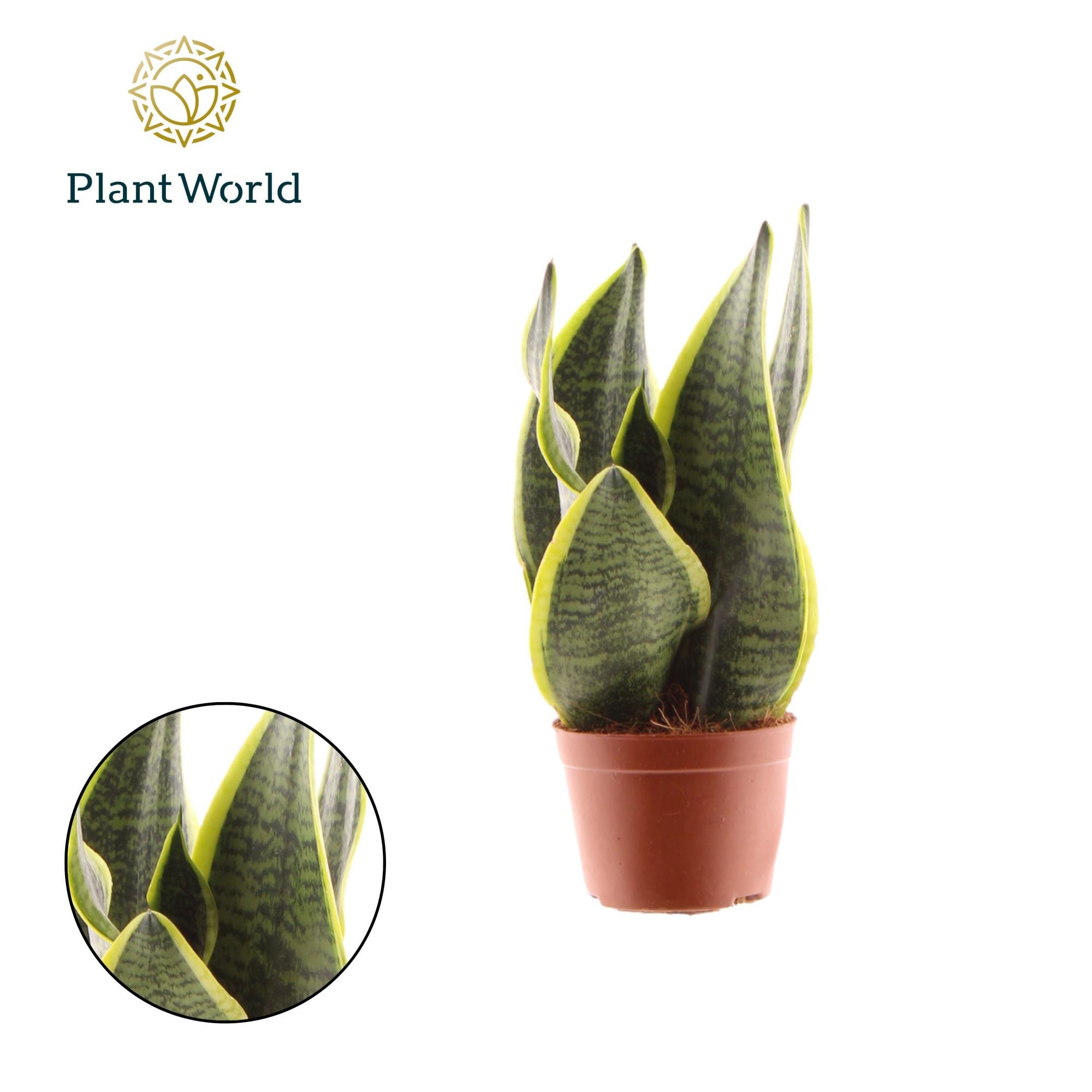 Sansevieria Futura Superba 2 PP, D 9 cm