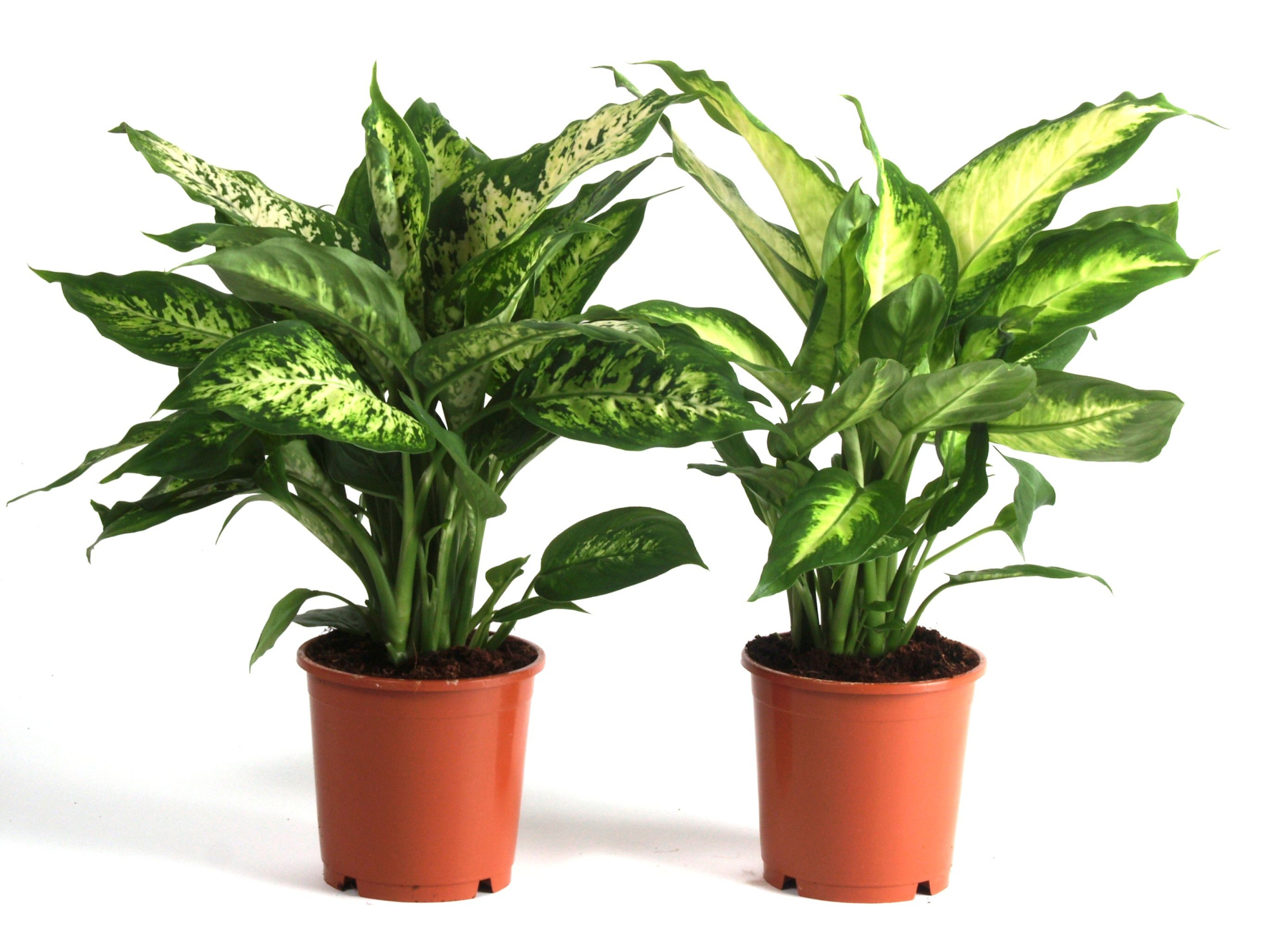 Dieffenbachia Camilla & Compacta, D 12
