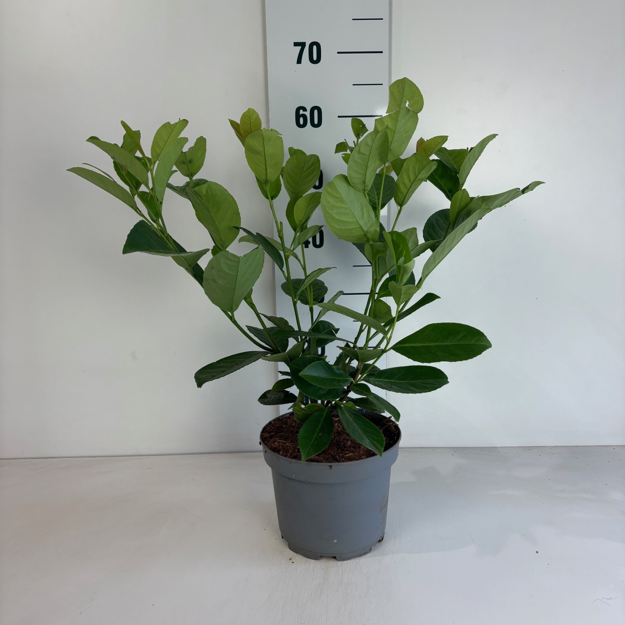 Prunus laurocerasus Rotundifolia, D 20 cm