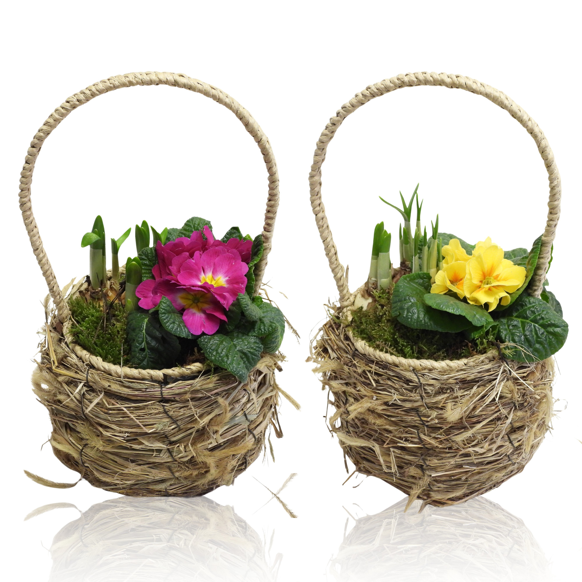 Early Spring Specials Arrangement Narcis Mand Met Hengsel 19 cm, D 19