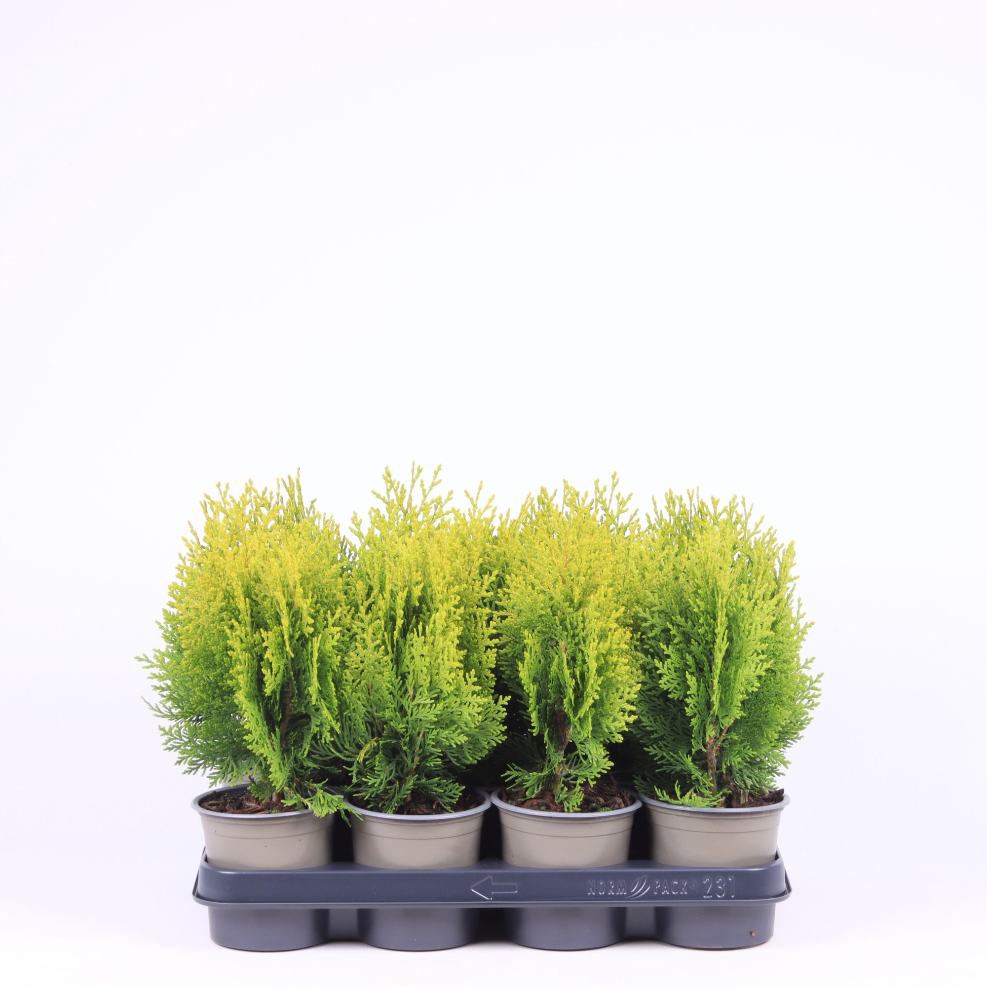 Platycladus orientalis 'Aurea Nana', D 11 cm