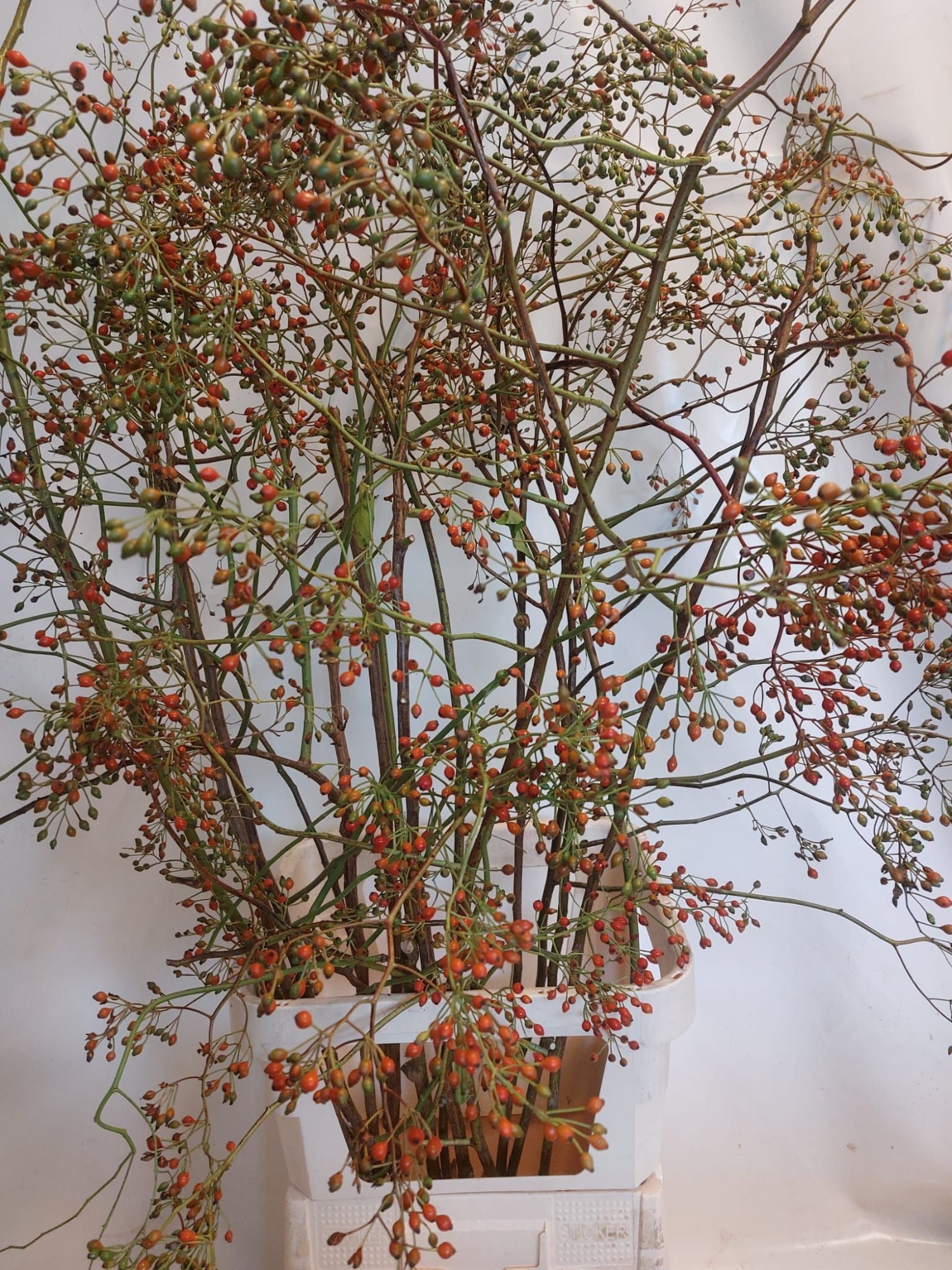 Рузботель Коралло 150, шт.