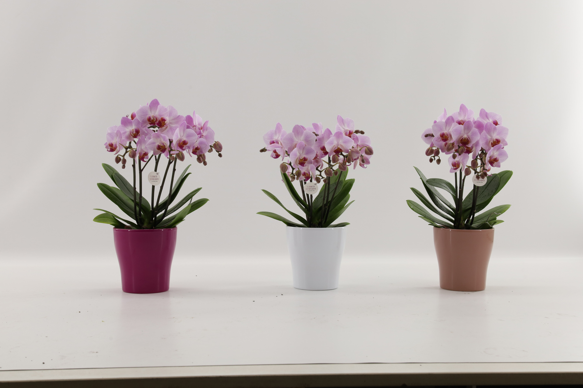 Antwerp |FS in Bolgheri keramiek | Phalaenopsis 5+ spike, D 12 cm