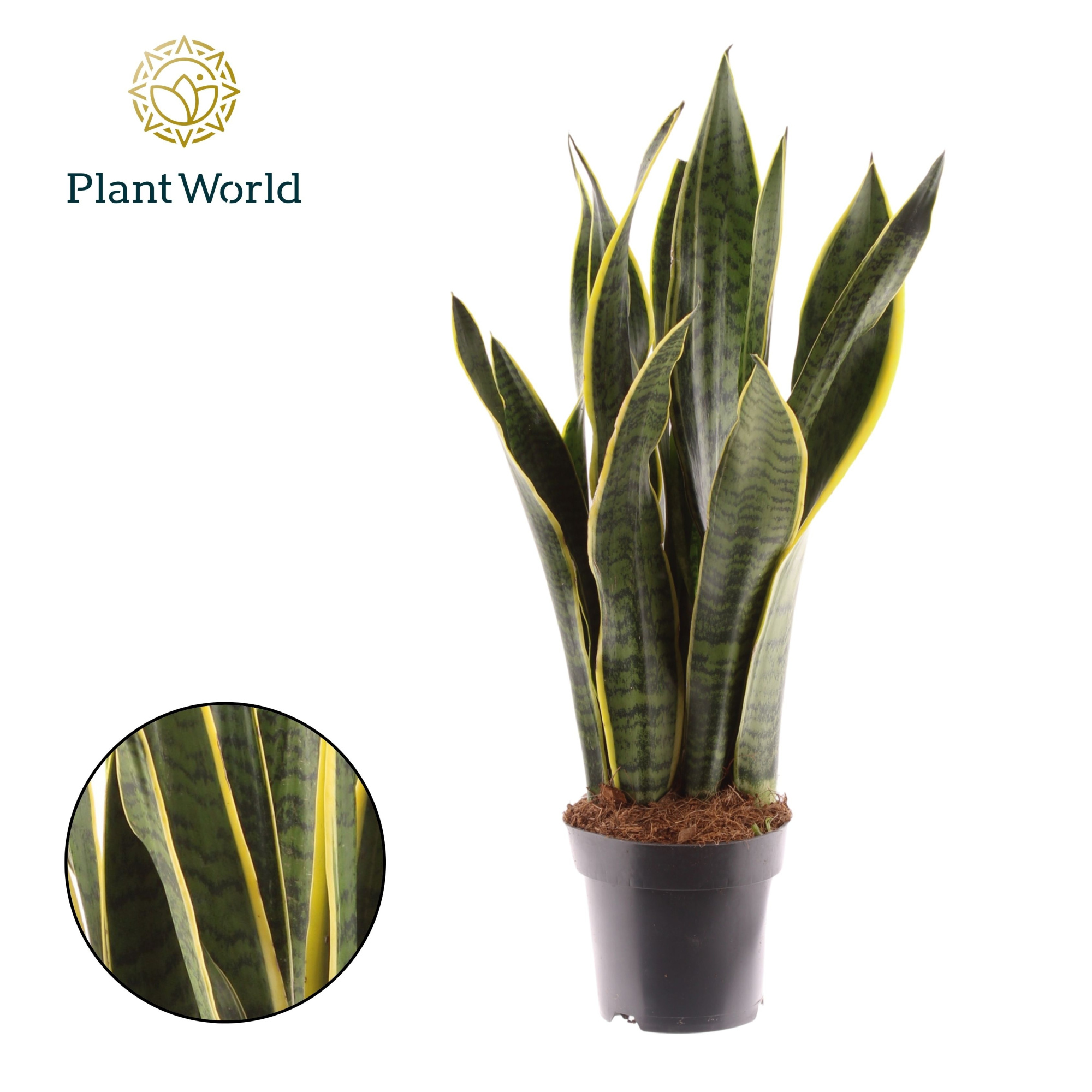 Sansevieria Laurentii XL, D 14 cm