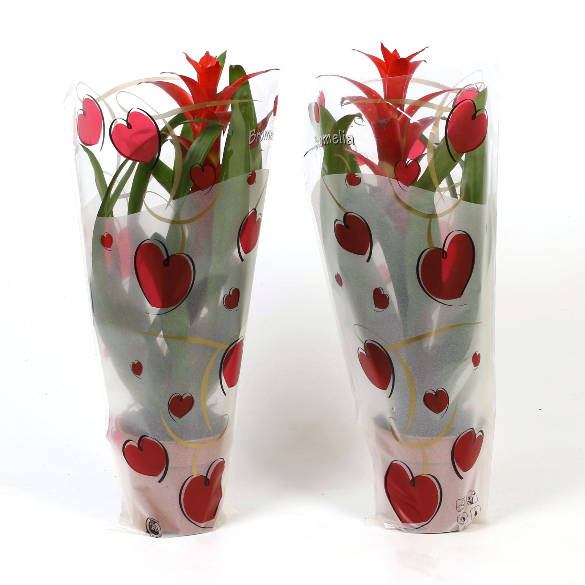 Guzmania Allura Rood in Hartenhoes, D 12 cm