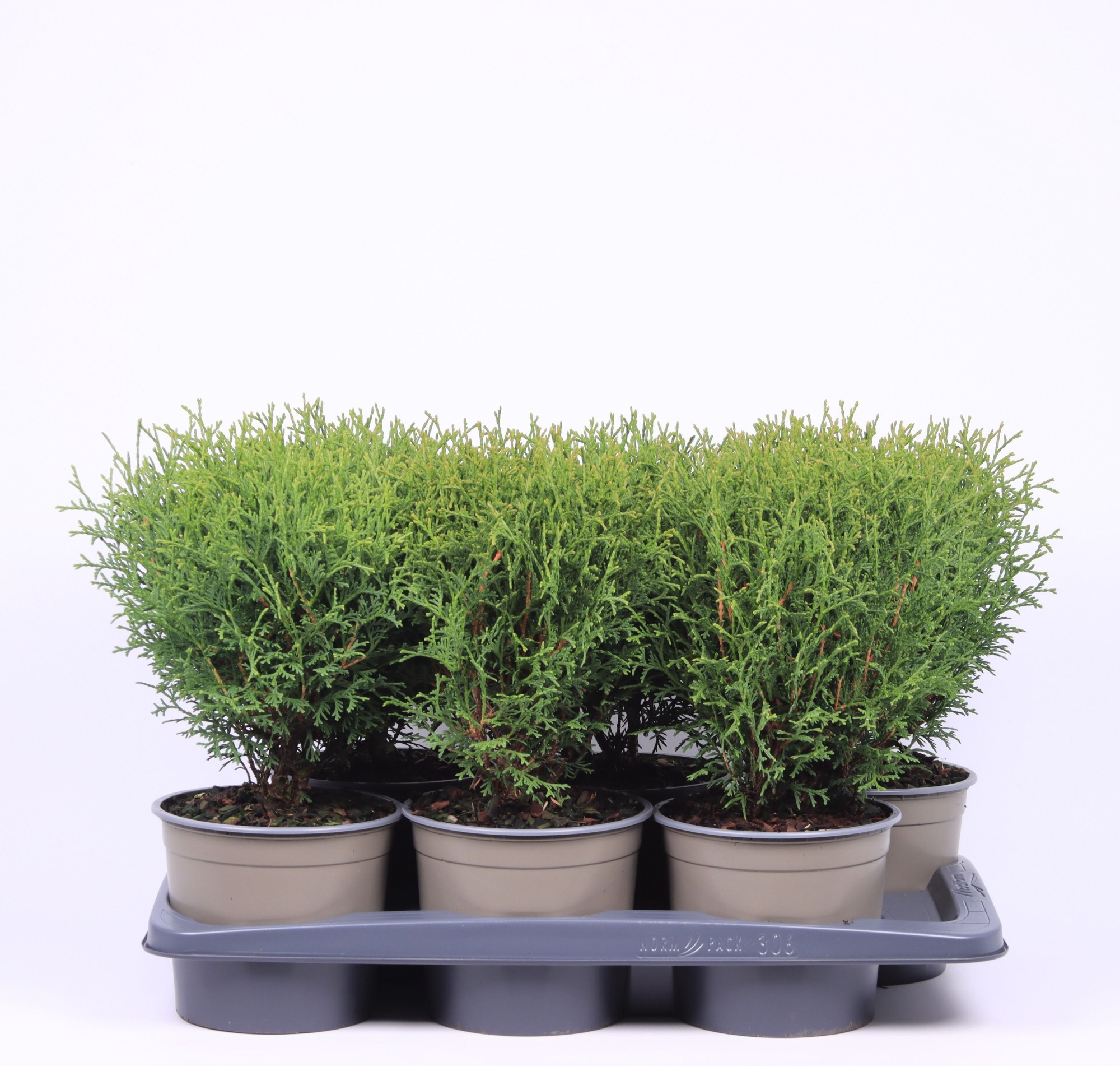 Thuja occidentalis 'Tiny Tim', D 17 cm