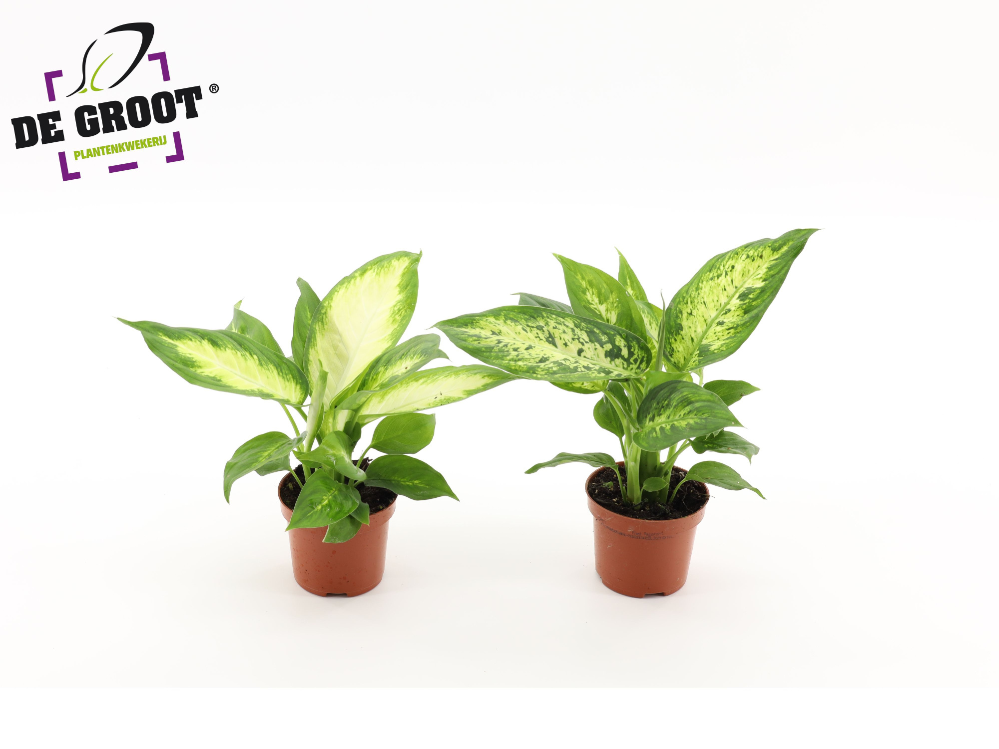 Dieffenbachia mix, D 9 cm