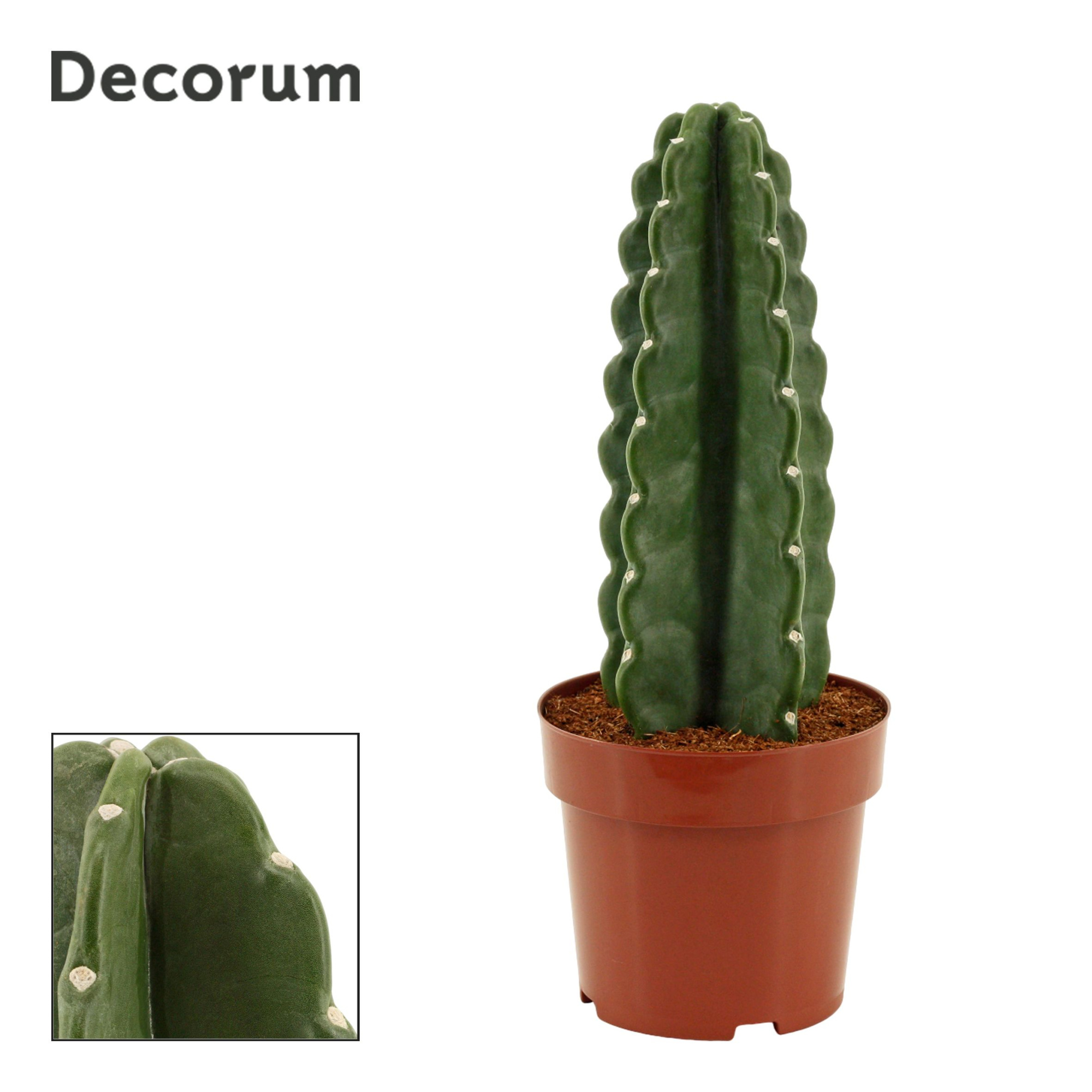 Cuddly Cactus 17 cm (Cereus Jamacaru) (Decorum), D 17 cm