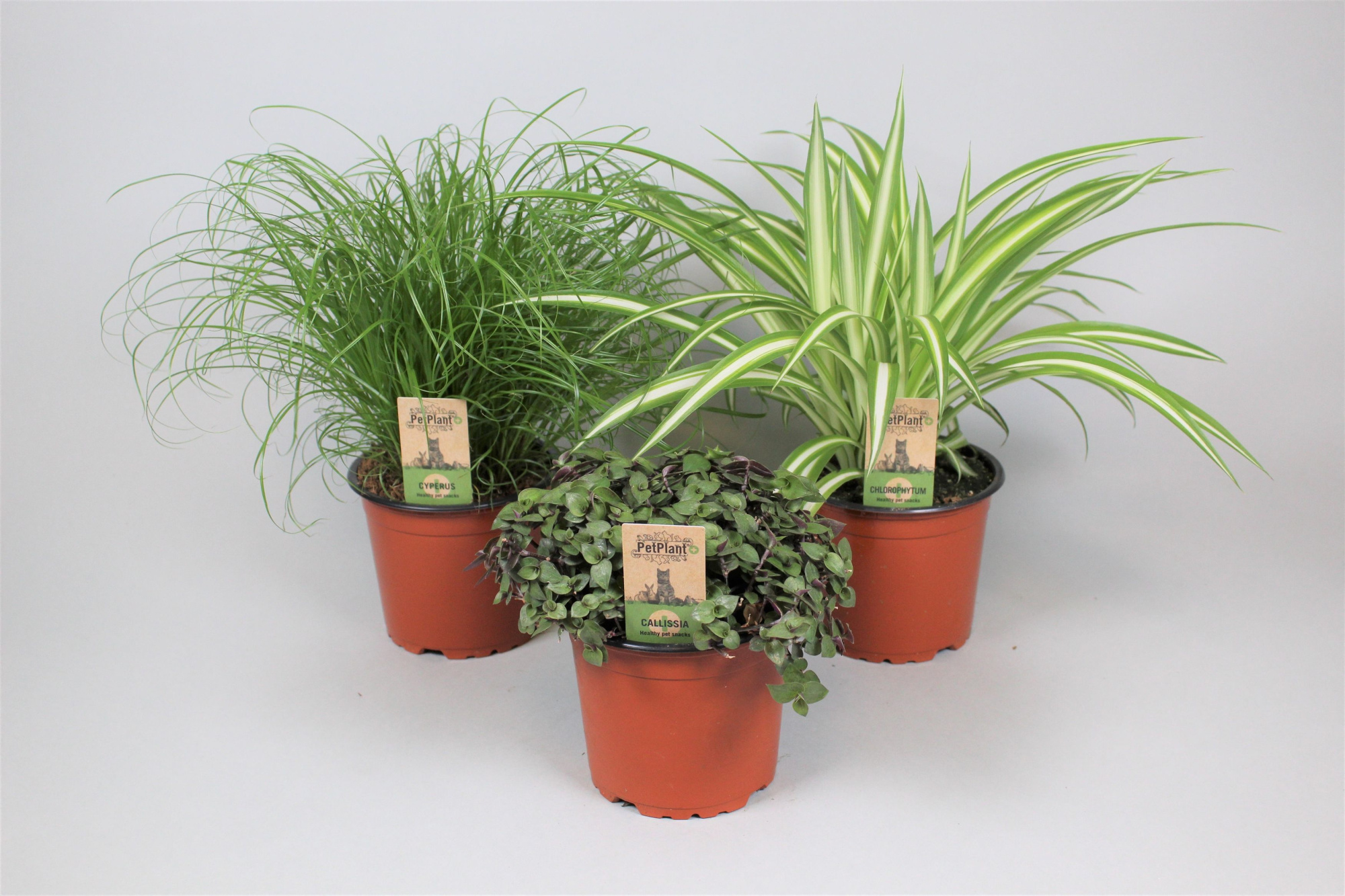 PetPlant mix 3 soorten, D 12 cm