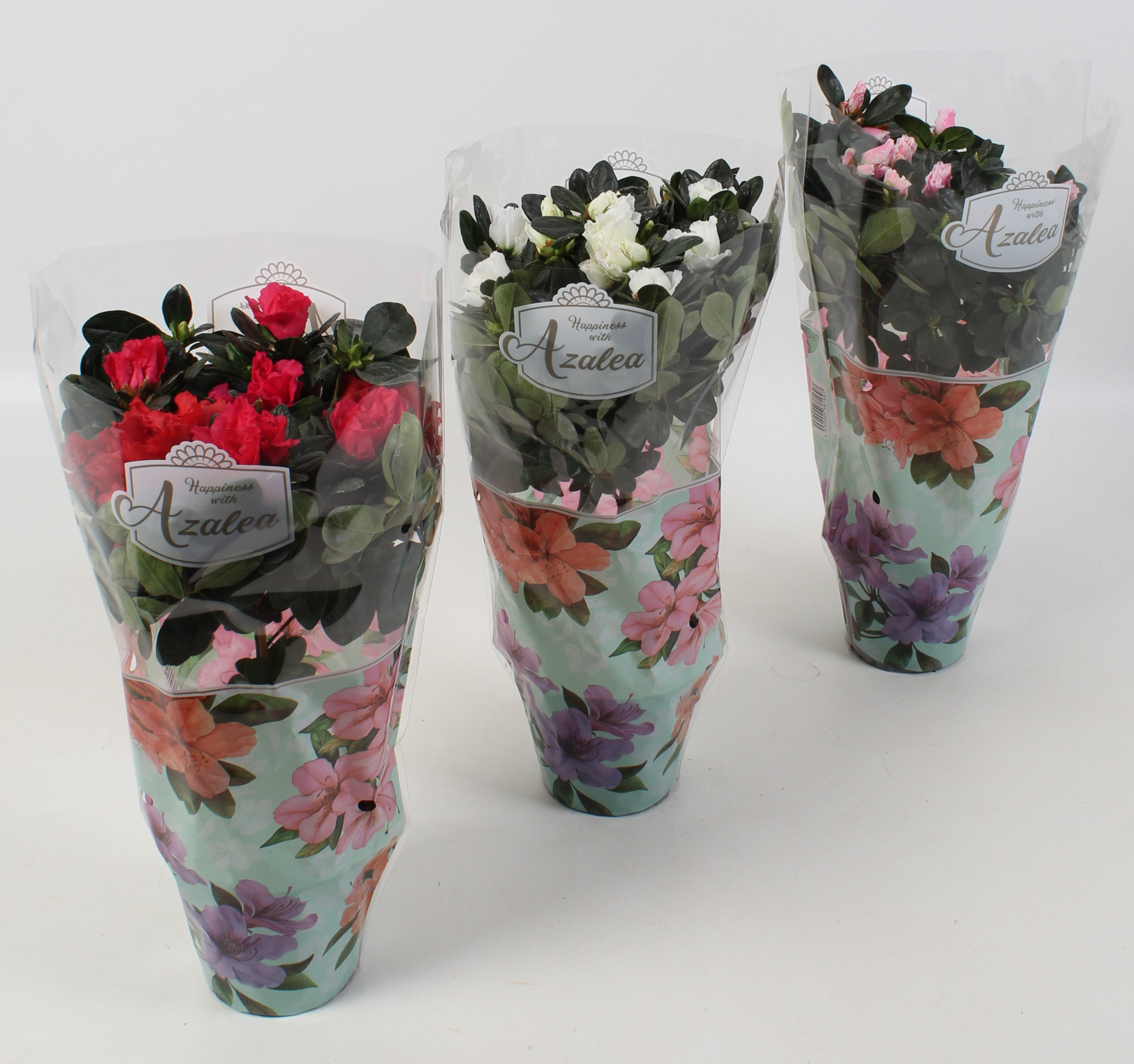 Azalea Hoogstam Wit\/Rose\/Zalm\/Bont\/Rood. DECO 25 cm, D 12,5