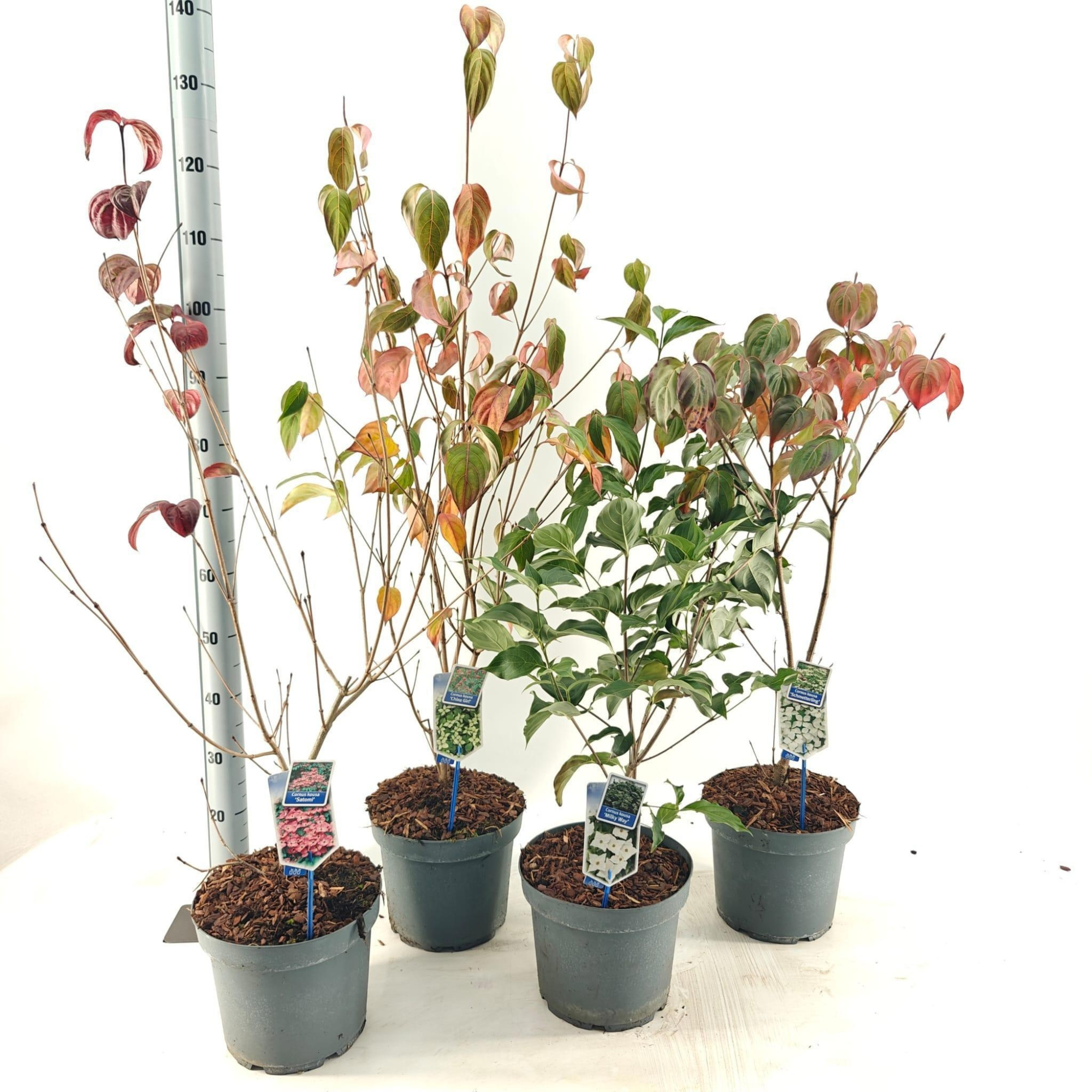 Cornus kousa mix (minimum order one layer), D 26