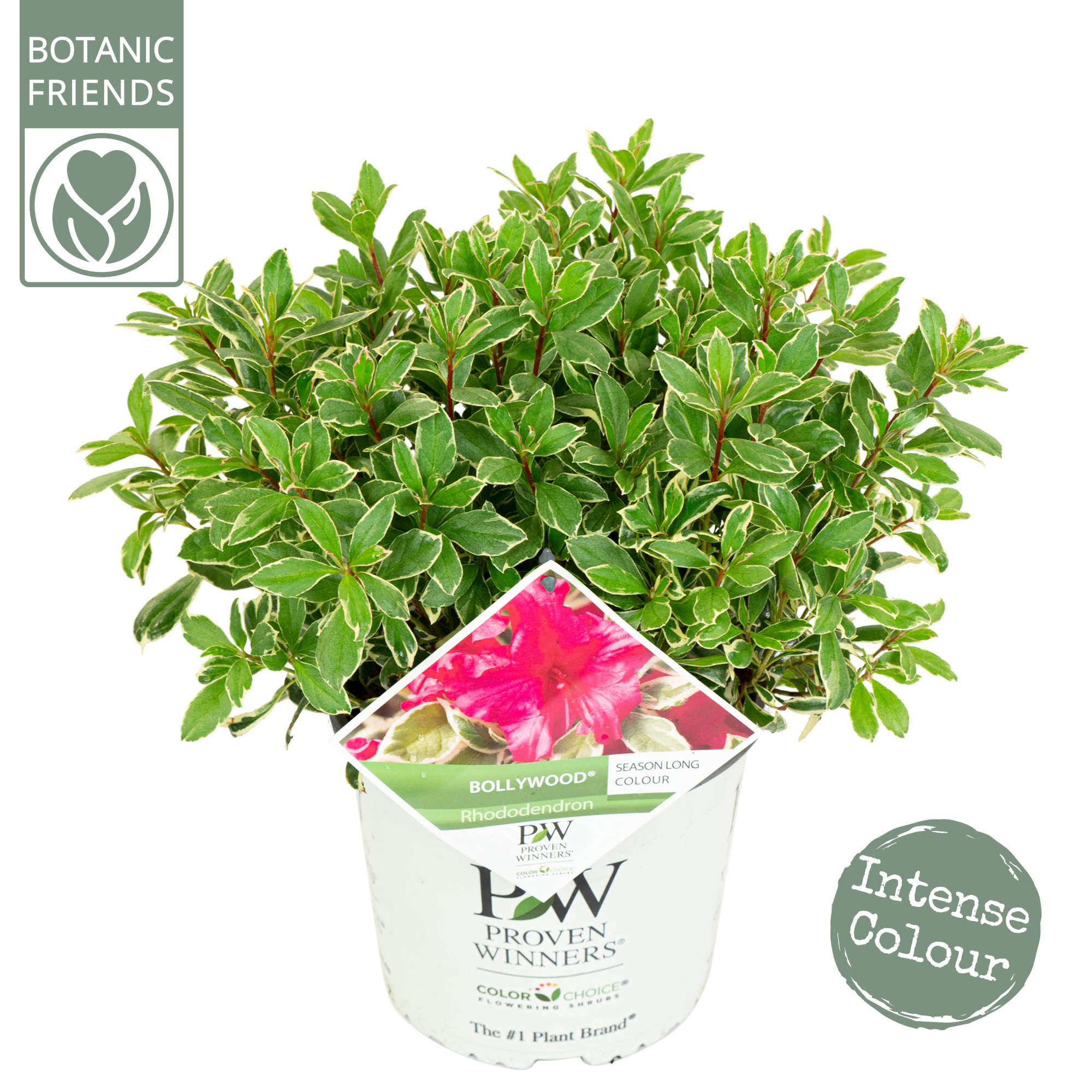 Rhododendron 'Bollywood' ®, D 19