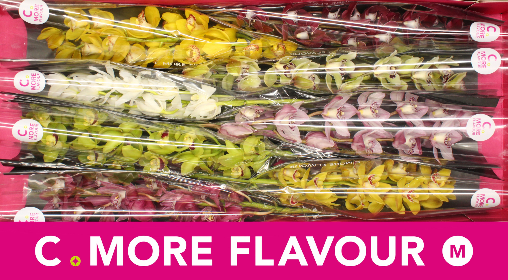 Цимбидиум мини Микс x8 70, шт.