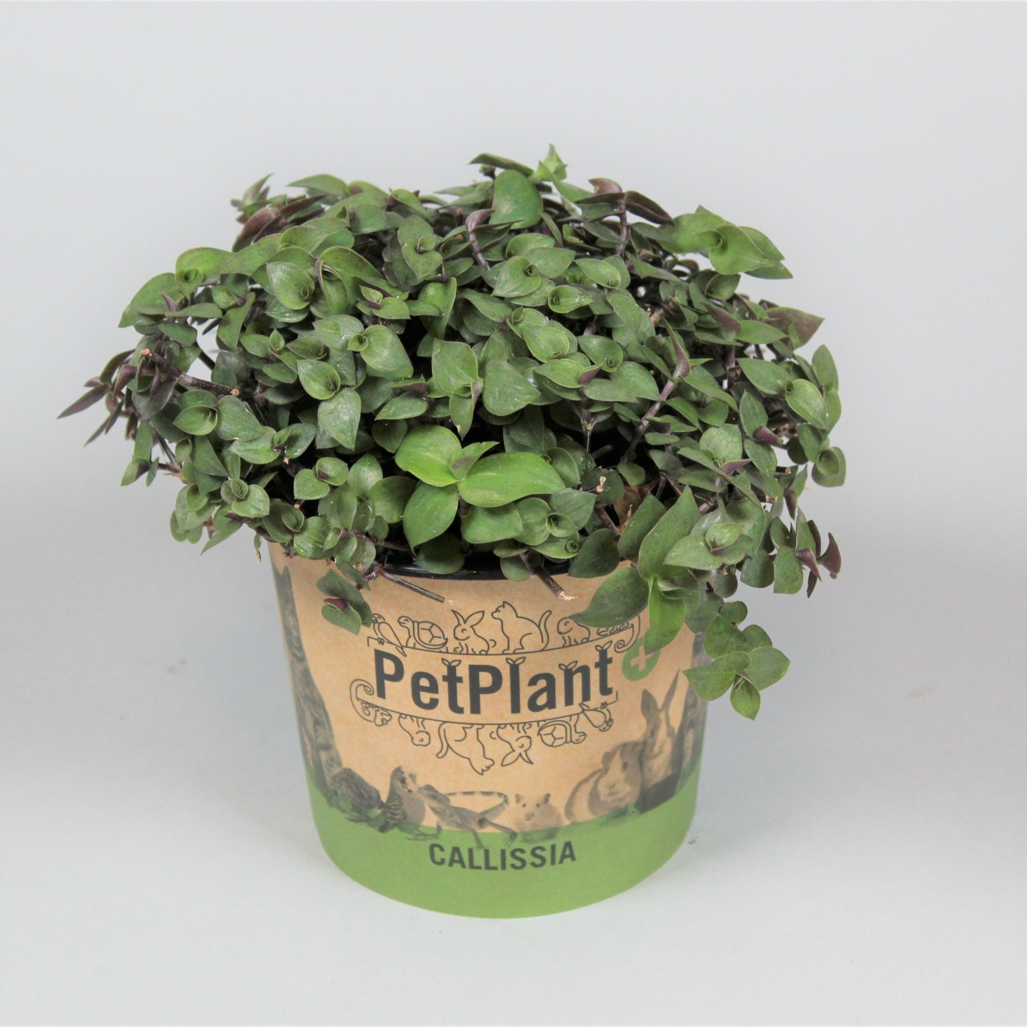 Calissia repens PetPlant in potcover, D 12 cm
