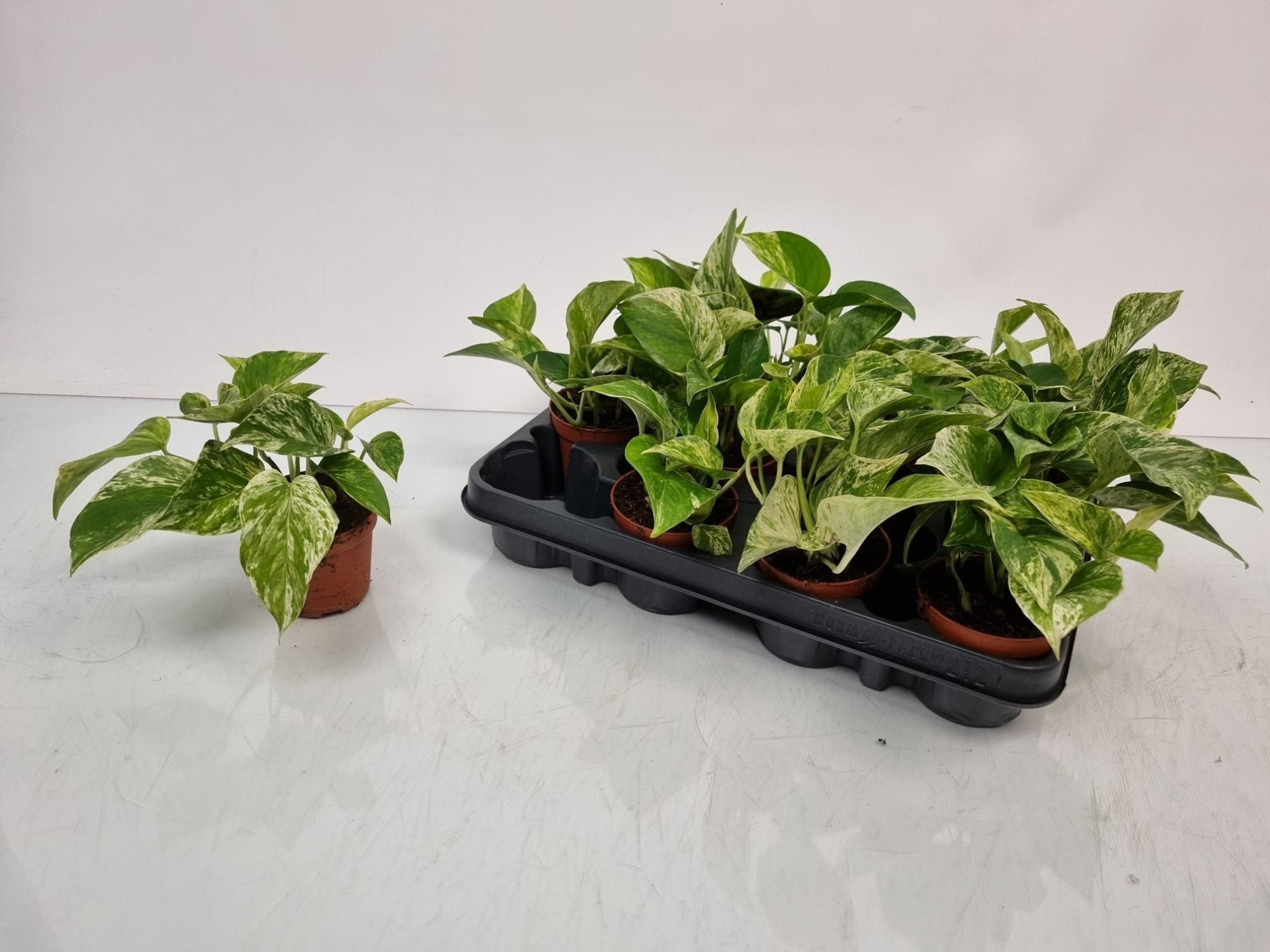 Epipremnum Marble Queen, D 8,5 cm