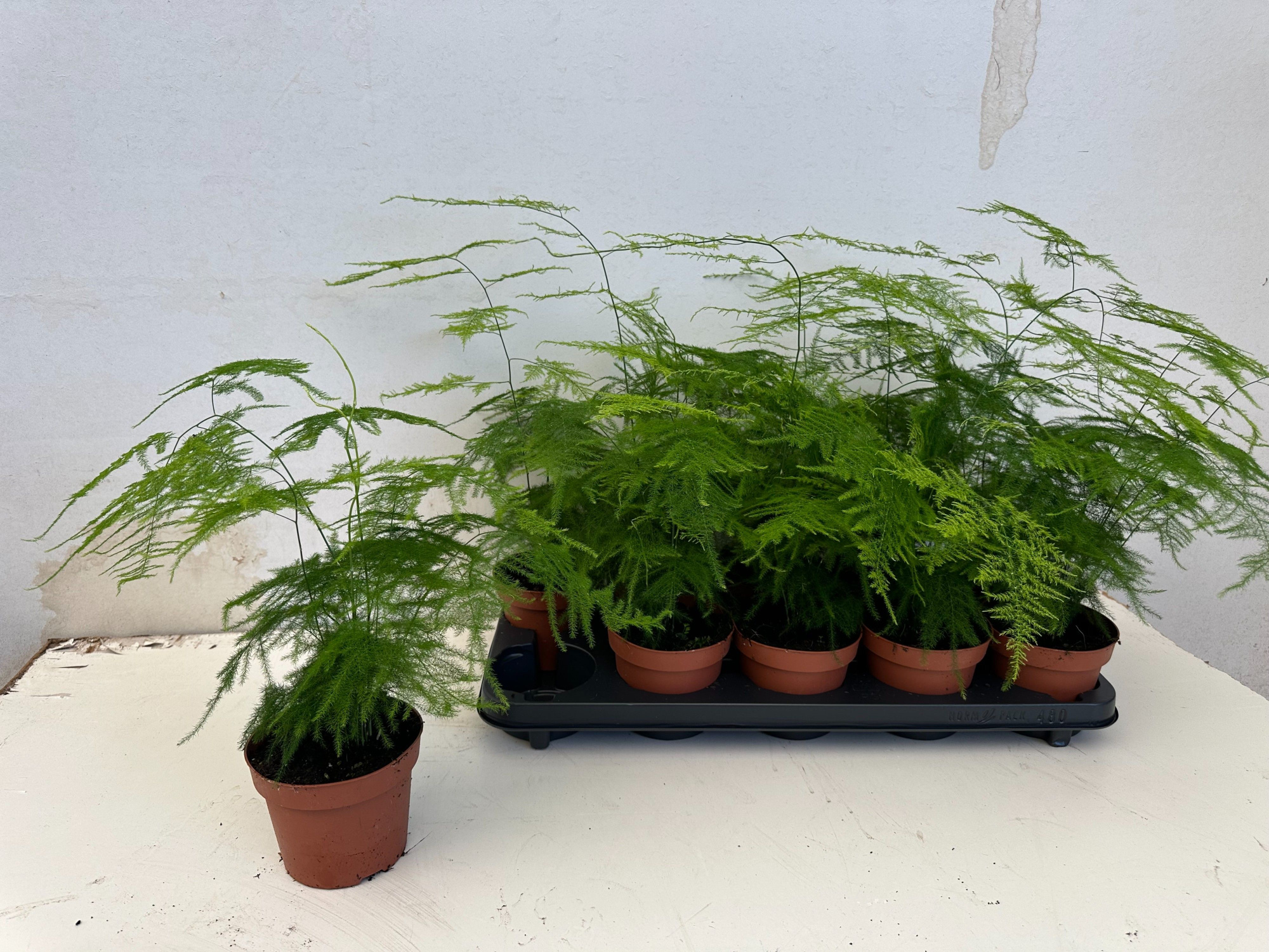 Asparagus Setaceus, D 12