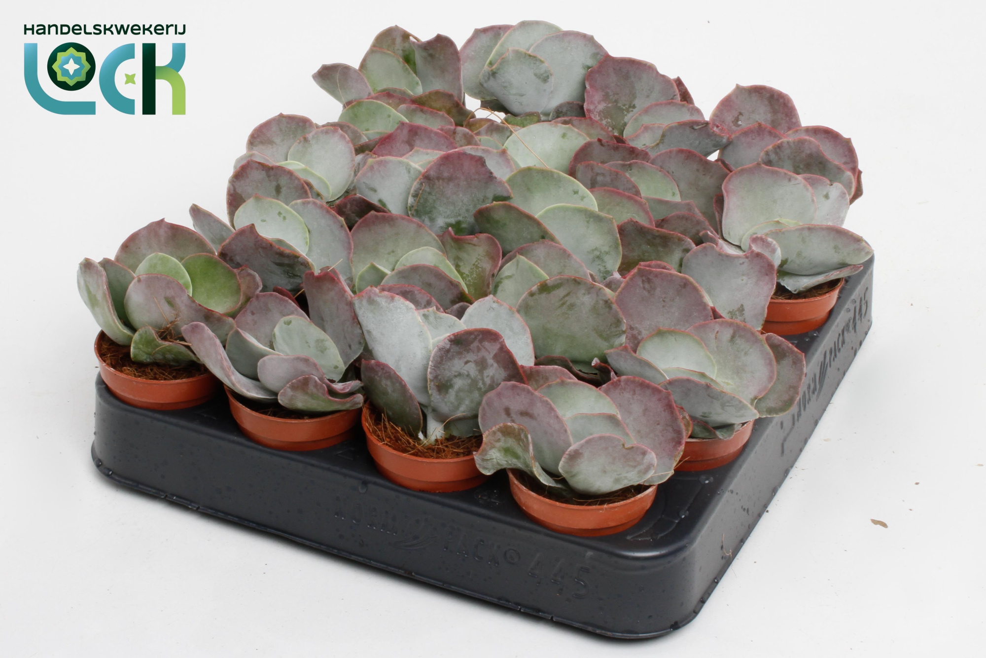 Cotyledon Undulata, D 5,5 cm