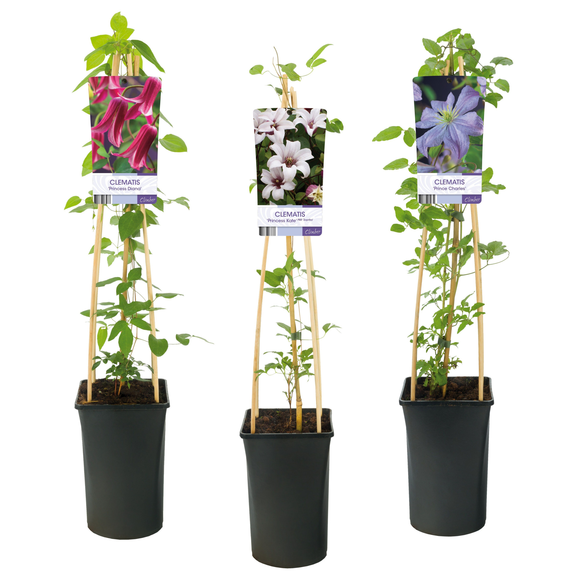 Mixshelf Clematis Royals +light label, D 17 cm
