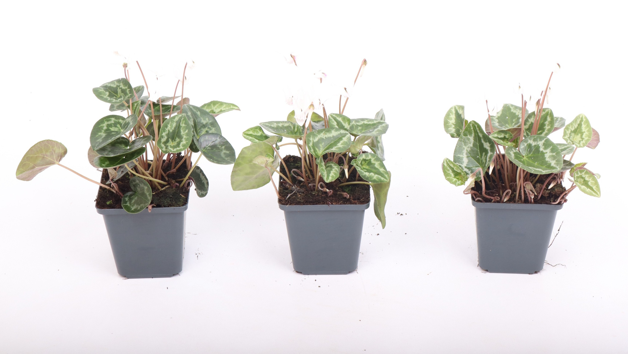 Cyclamen hederifolium 'Album' 9 cm, D 9 cm