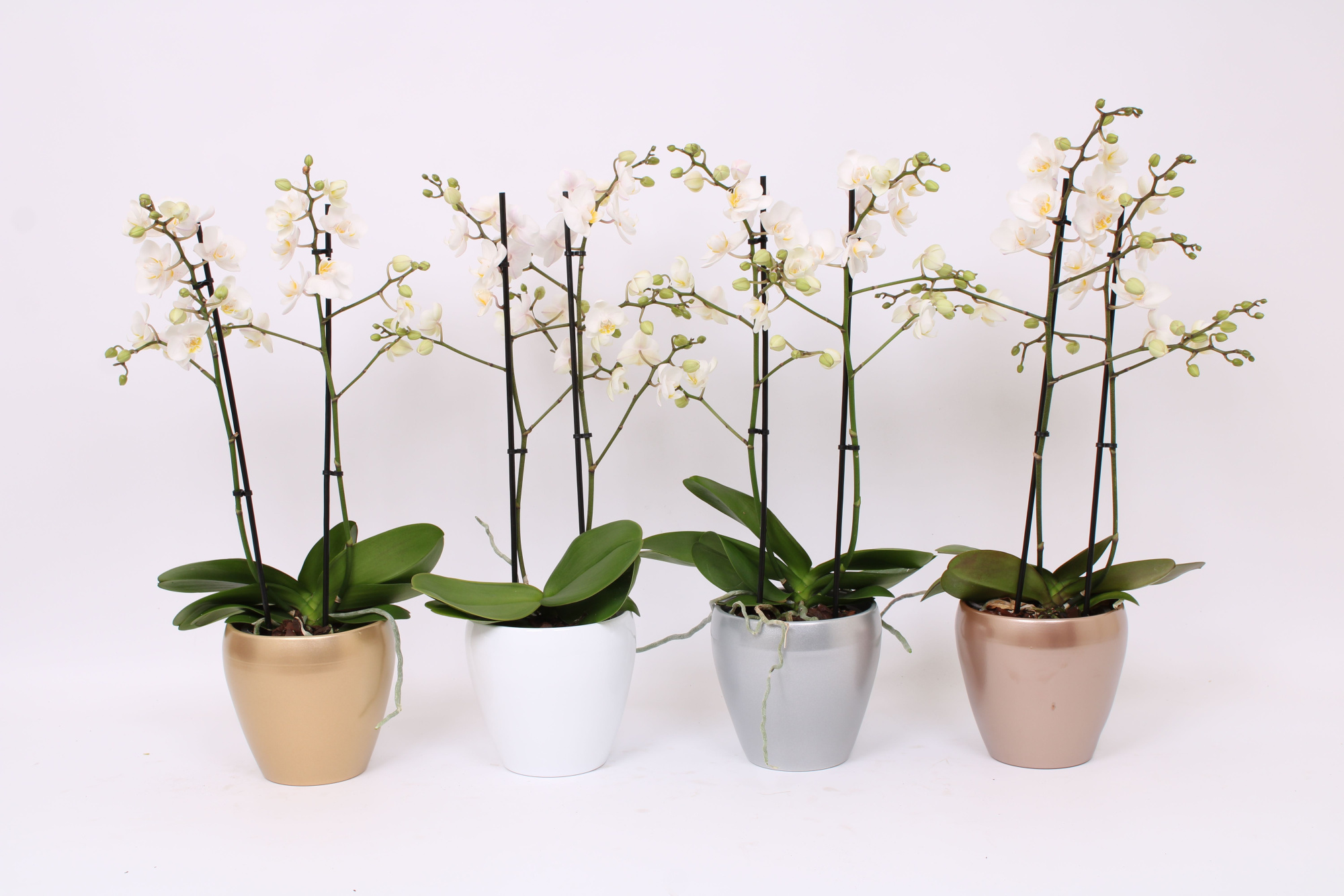 Phal. Multiflora 2-tak wit in sofia mix Kerstkleur, D 12 cm