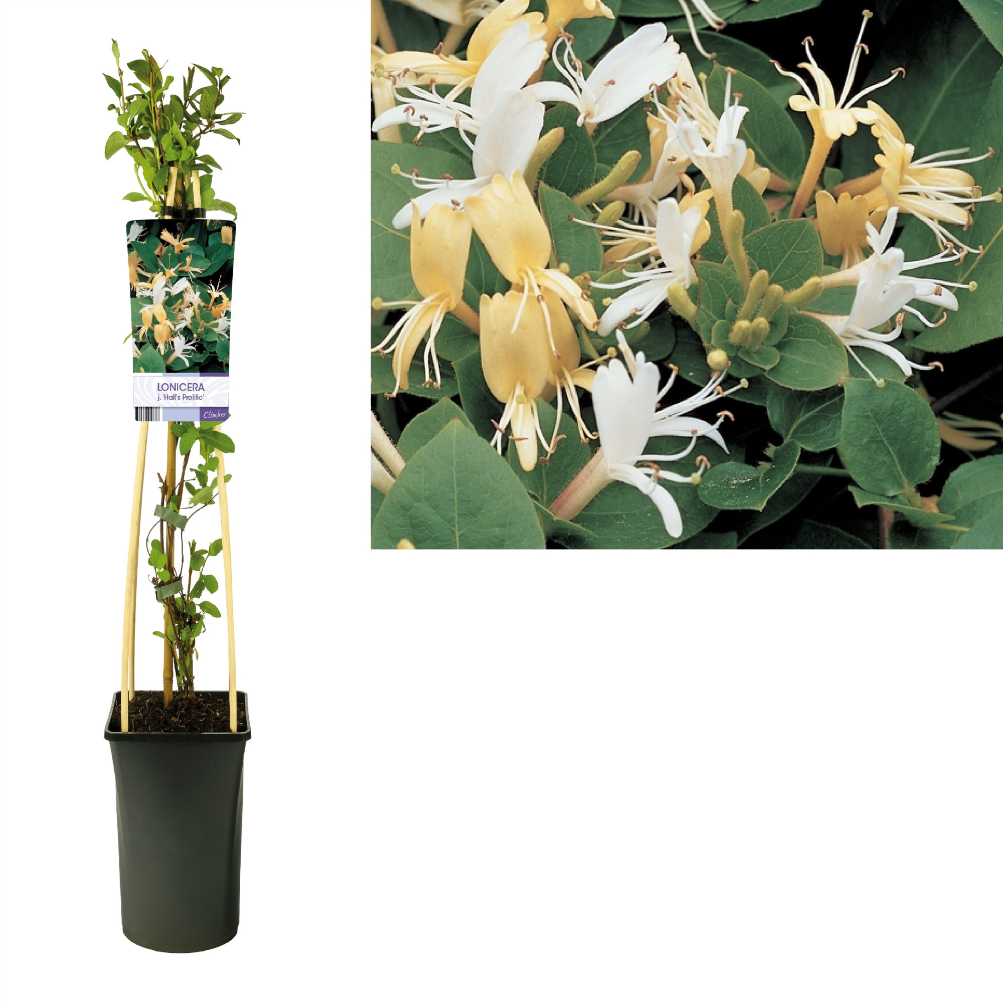 Lonicera j. 'Hall's Prolific' +light label, D 17 cm