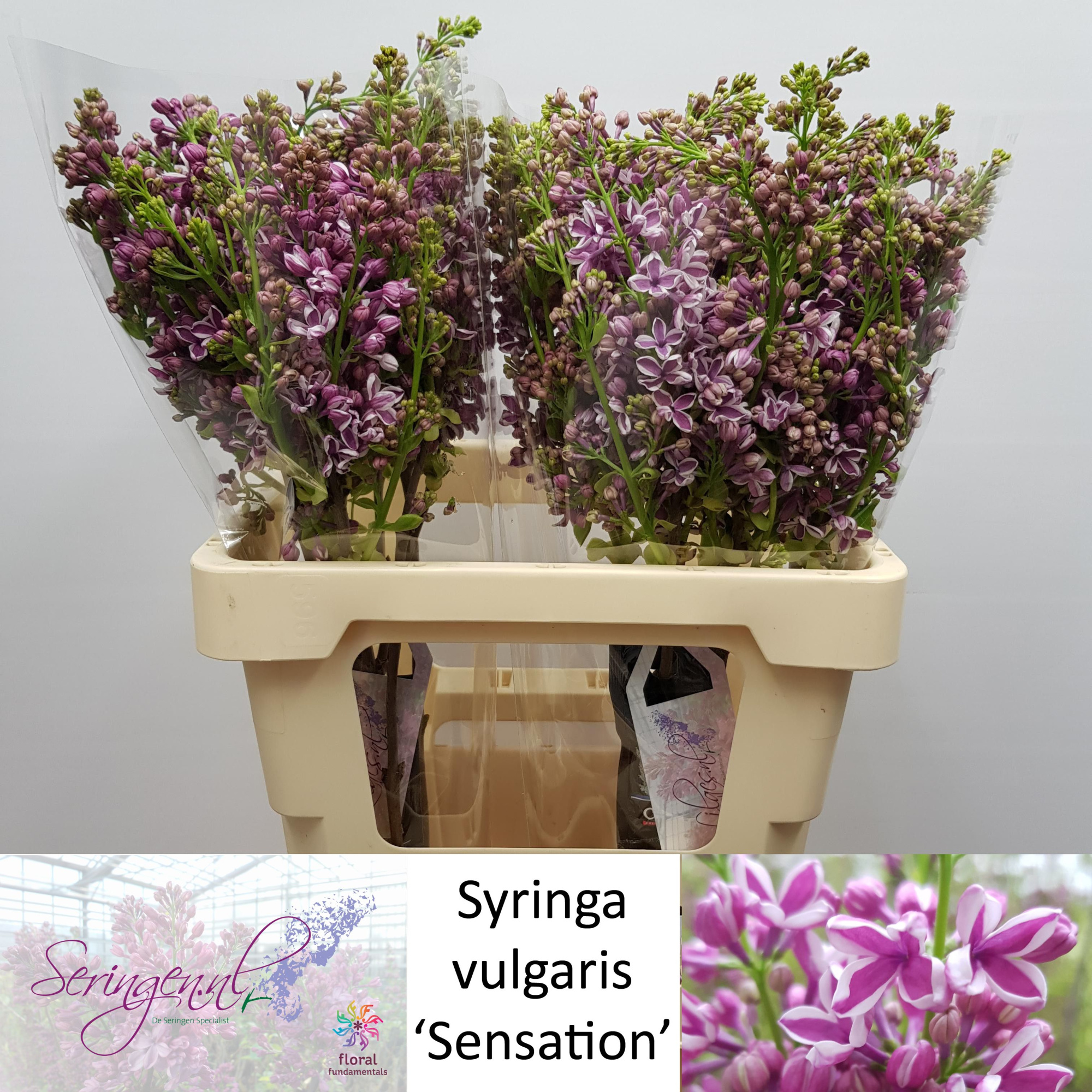 Сирень Сенсейшн 60 (фиолет.), шт.