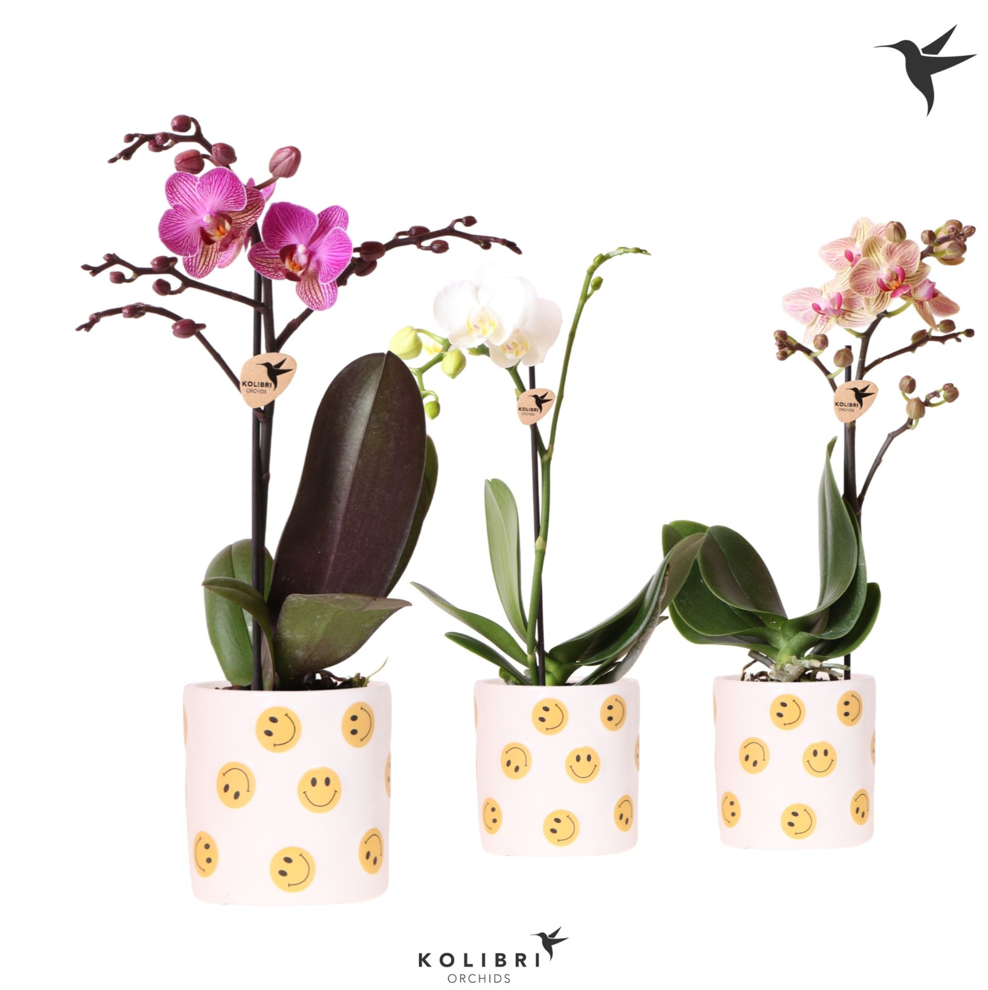 Kolibri Orchids Phalaenopsis mix 1 spike in Smiley pot, D 9