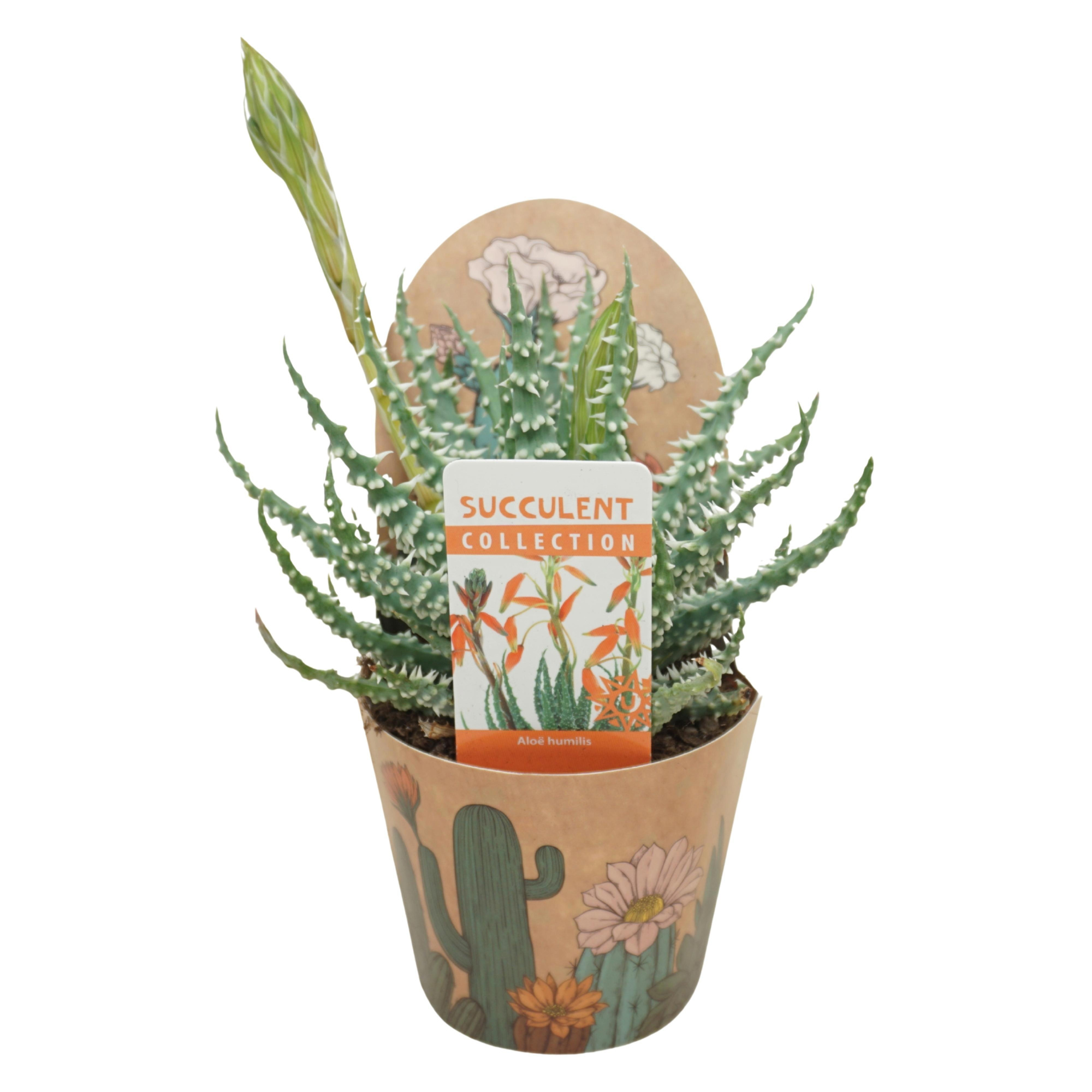 Aloë humilis 10,5 cm bloeiend in Ubink potcover, D 10,5