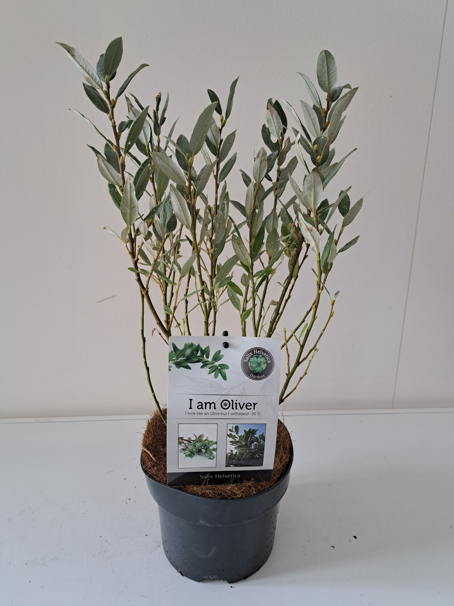 Salix Helvetica bush p17, D 17 cm