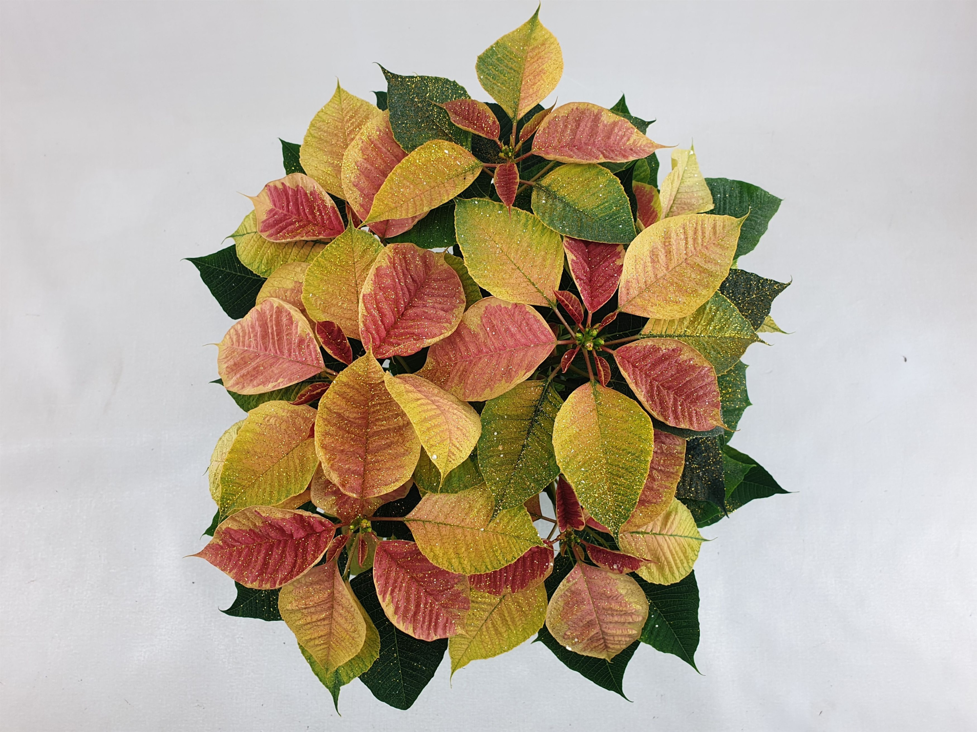 Poin Christmas Feelings Marble pot 13 cm + goudglitter (Euphorbia), D 13 cm