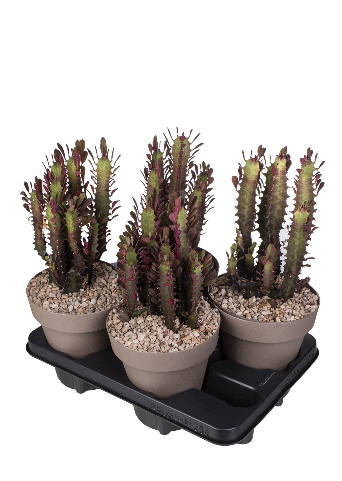 EUPHORBIA TRIGONA RUBRA - POT Ø 16 - TRAY 4 PCS (SUCCULENTEN), D 16