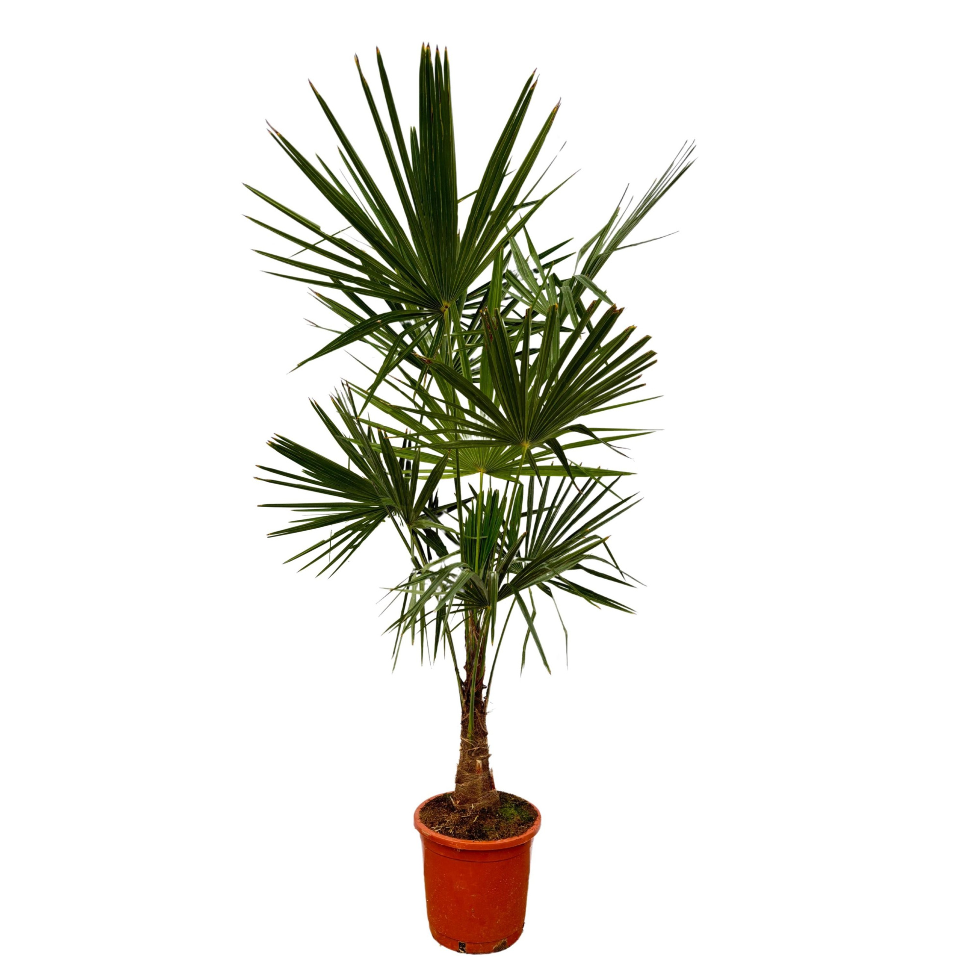 Trachycarpus Fortunei, D 30 cm