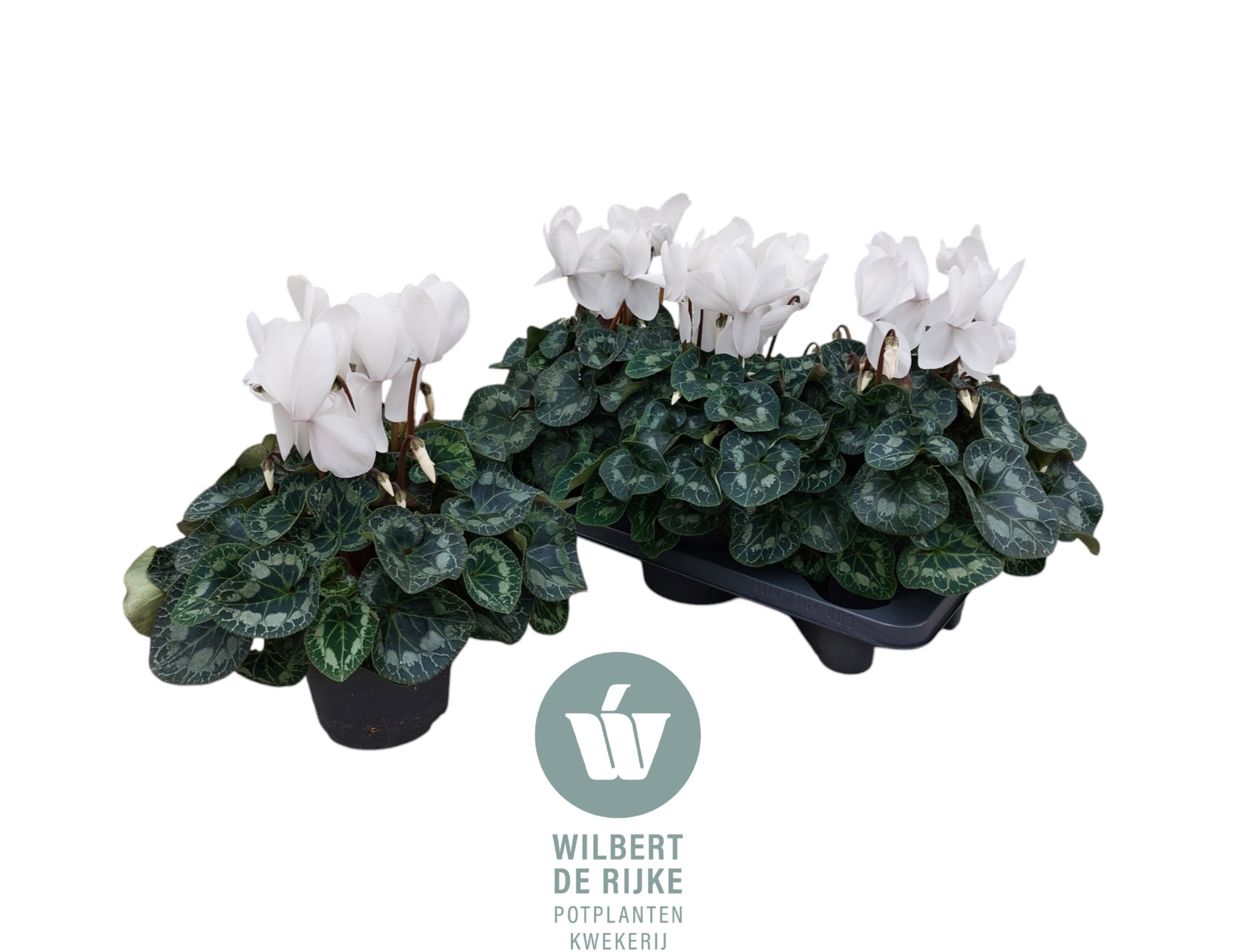 Cyclamen Mammoth White, D 17 cm
