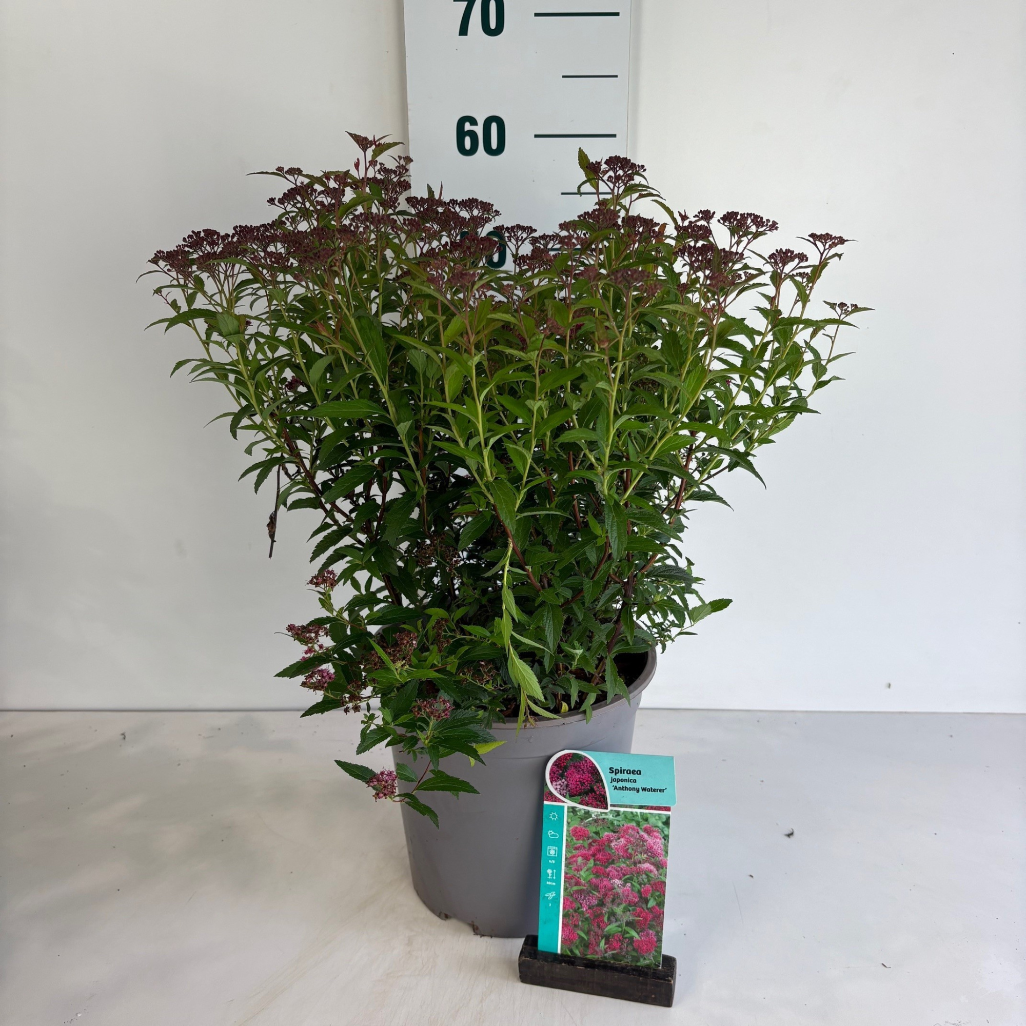 Spiraea japonica Anthony Waterer, D 24 cm