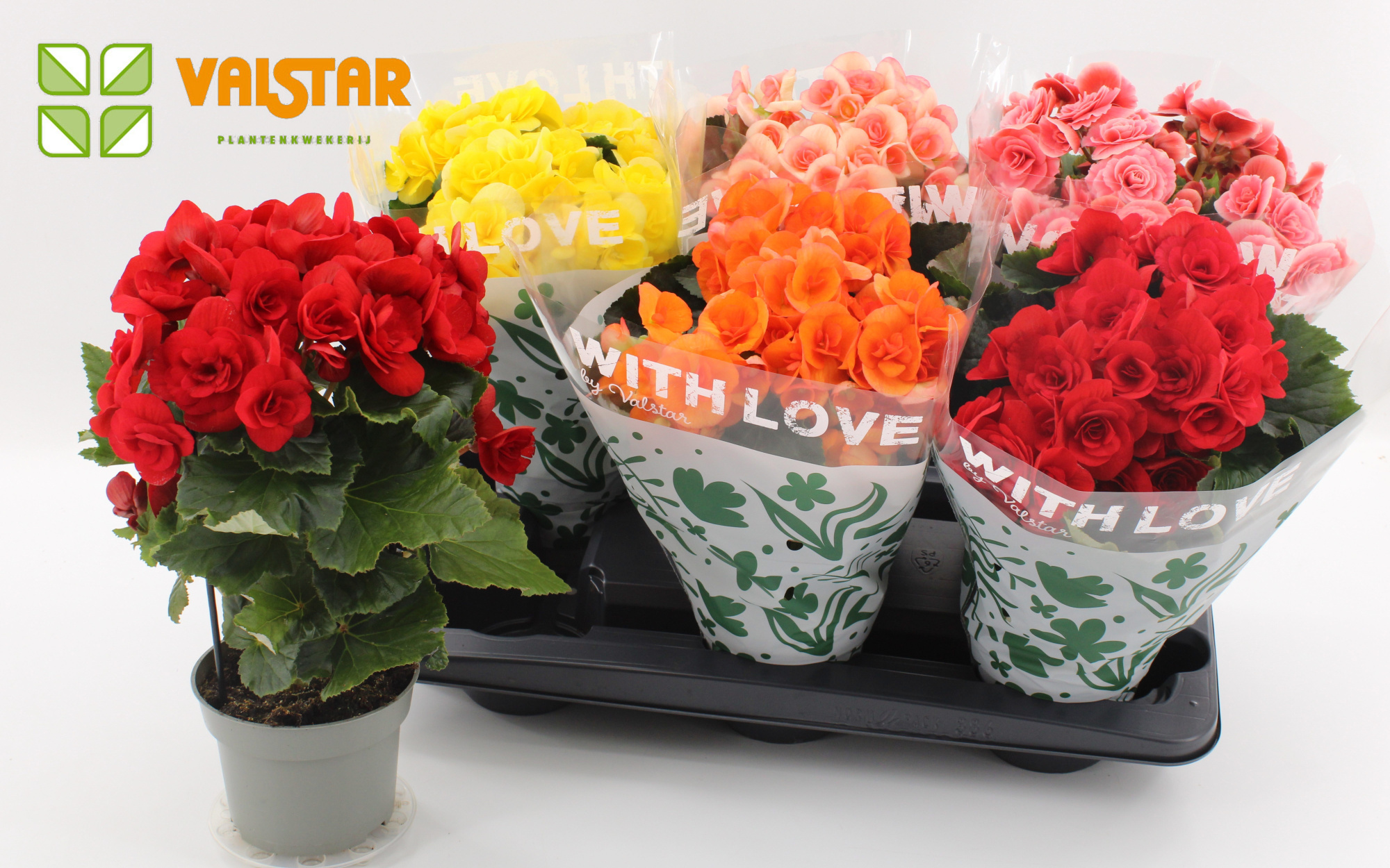 Begonia 13cm With Love by Valstar hoes Mix, D 13