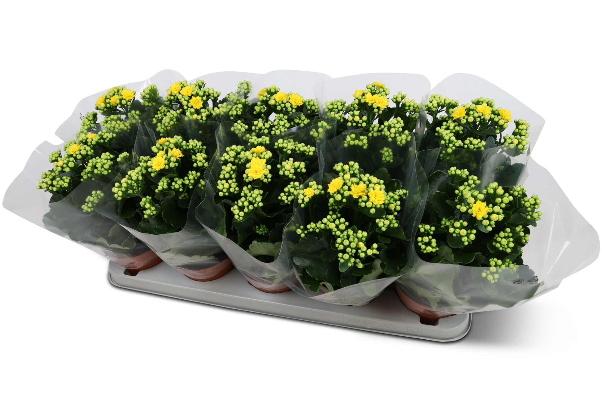 Kalanchoë Perfecta Yellow Blanco hoes, D 12 cm