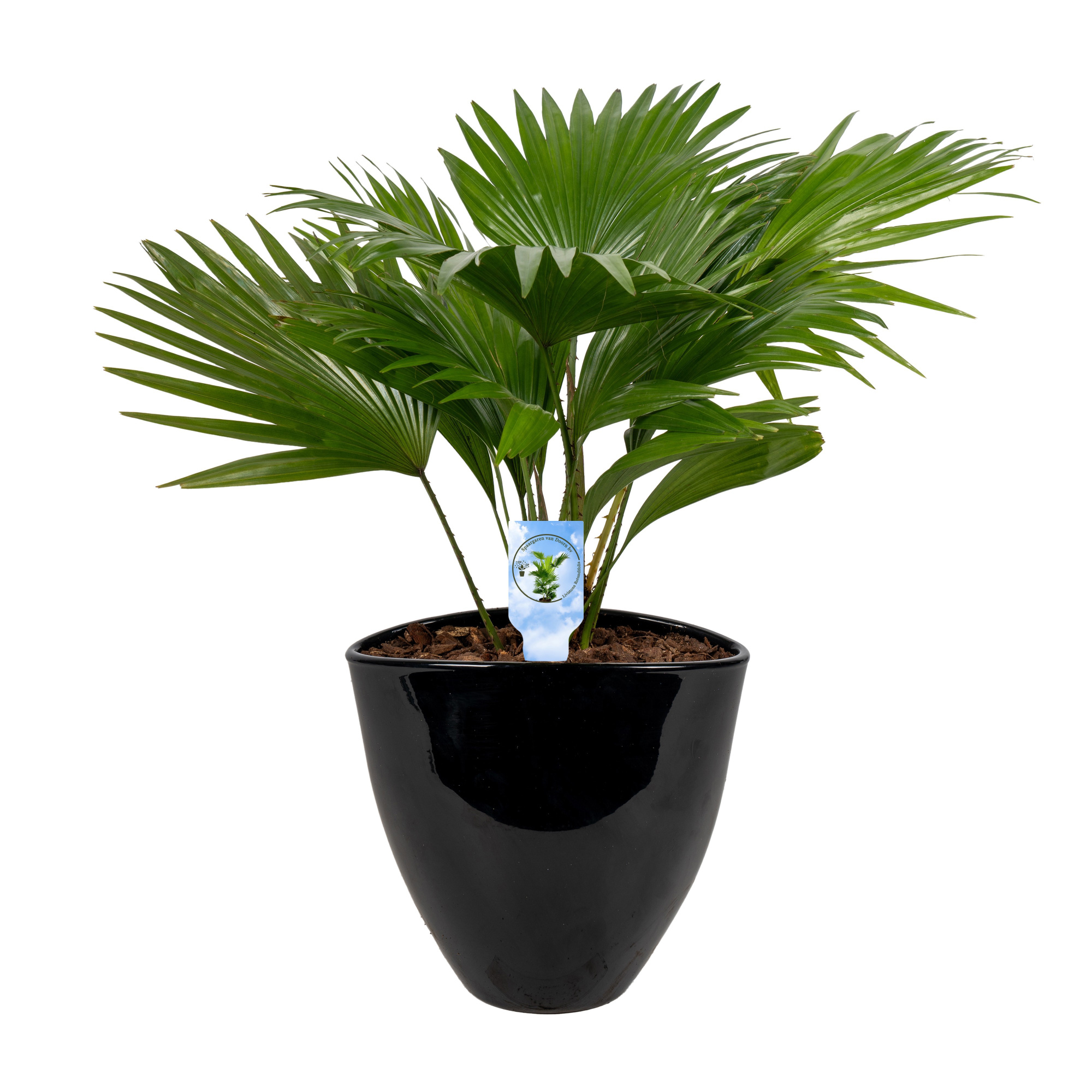 Livistona in avani pot black asp Lucht Zuiverend, D 22