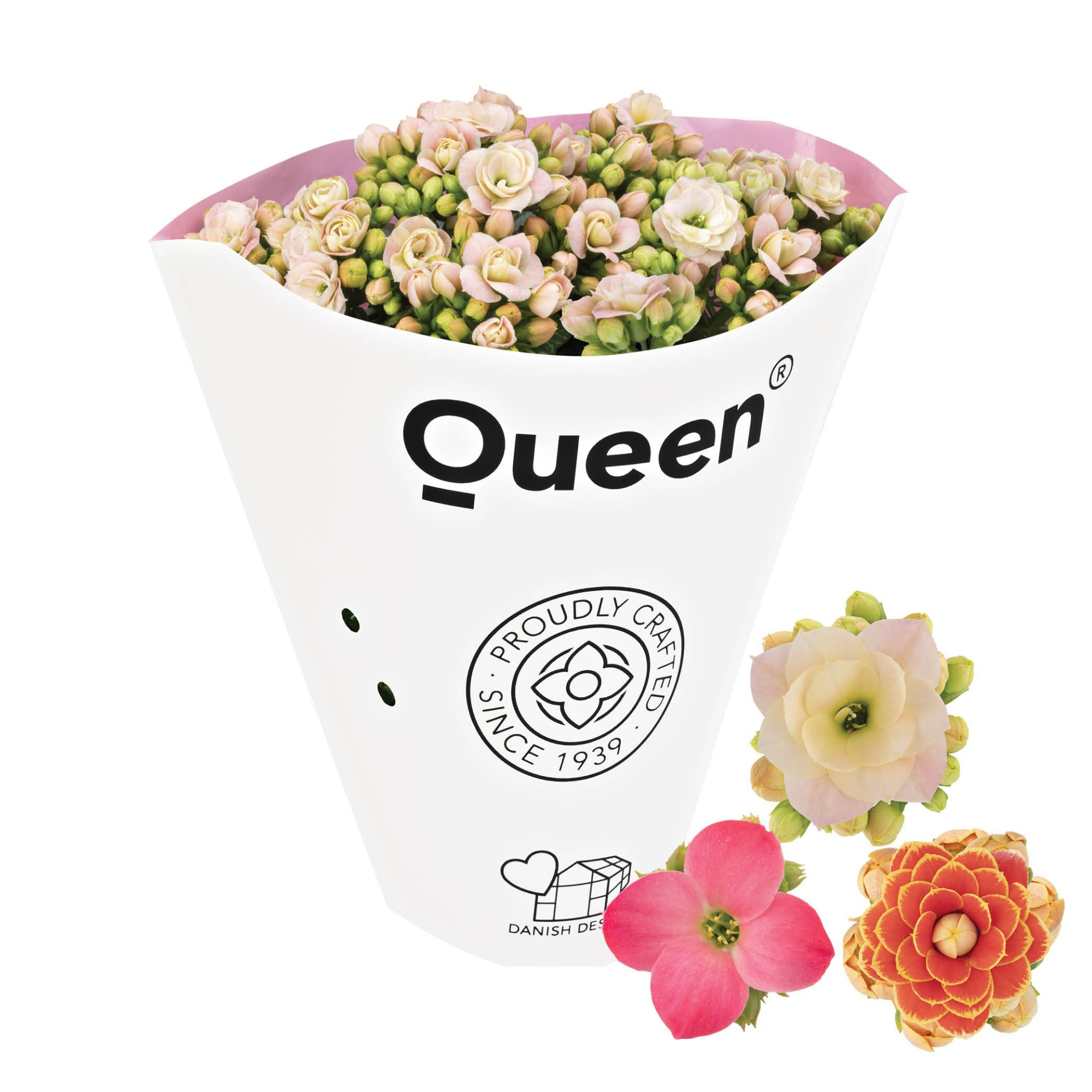 KALANCHOE ARTS-HYBRID 'Moreflowers mix', D 11