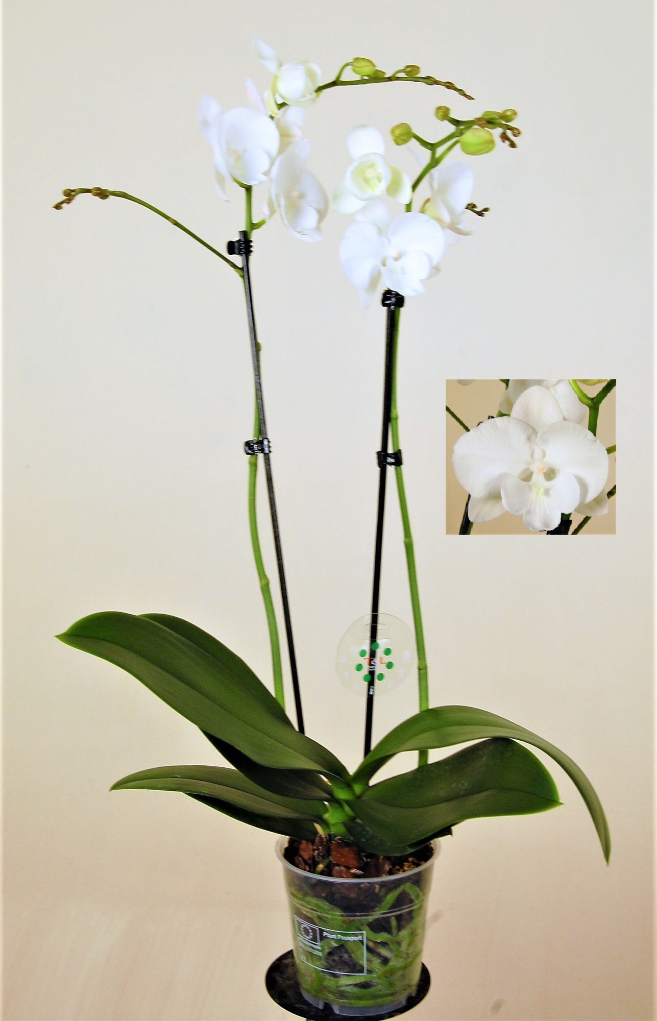 Charming Snow 2 Tak, D 12