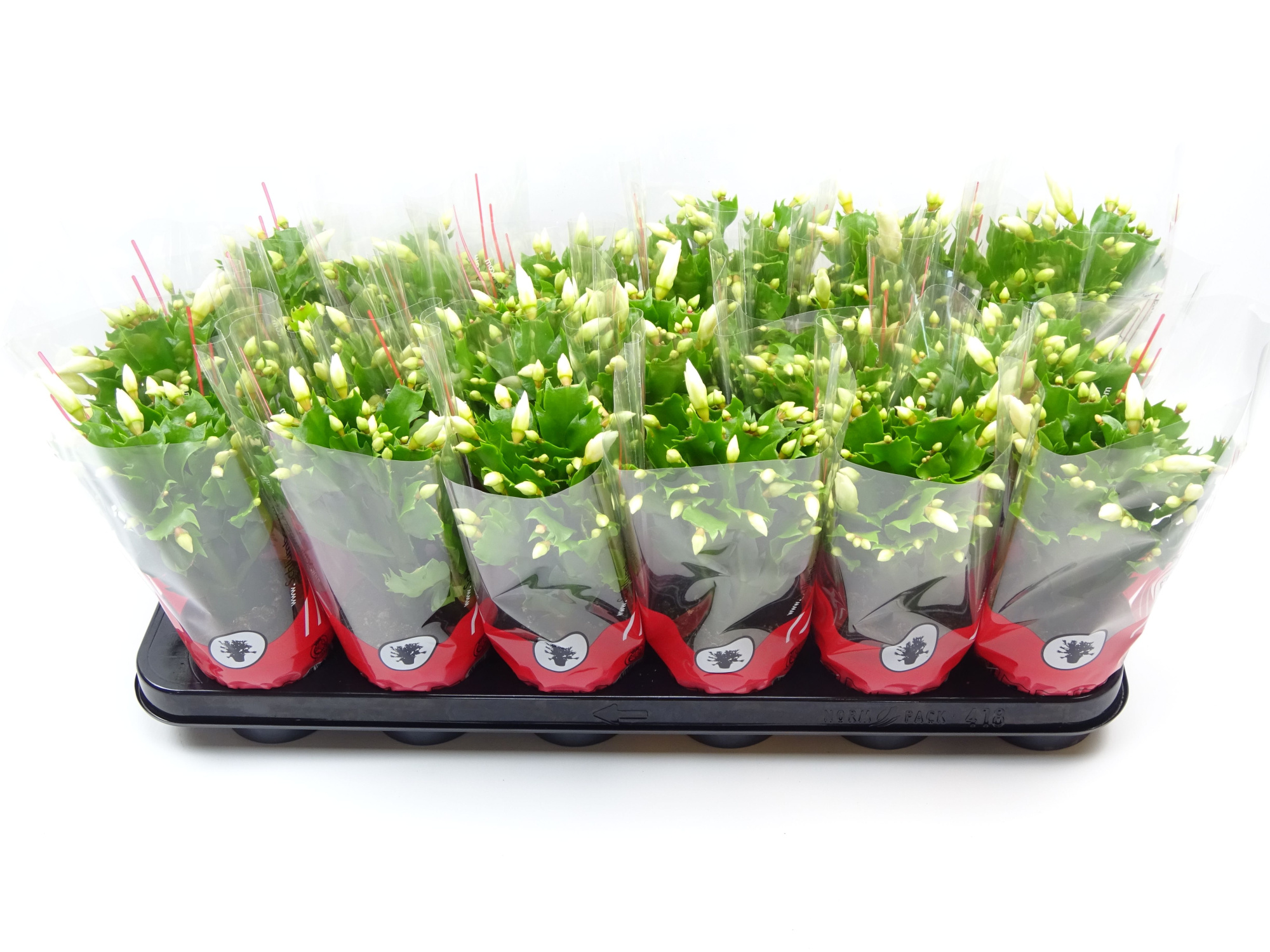 Schlumbergera 9 cm wit, D 9 cm