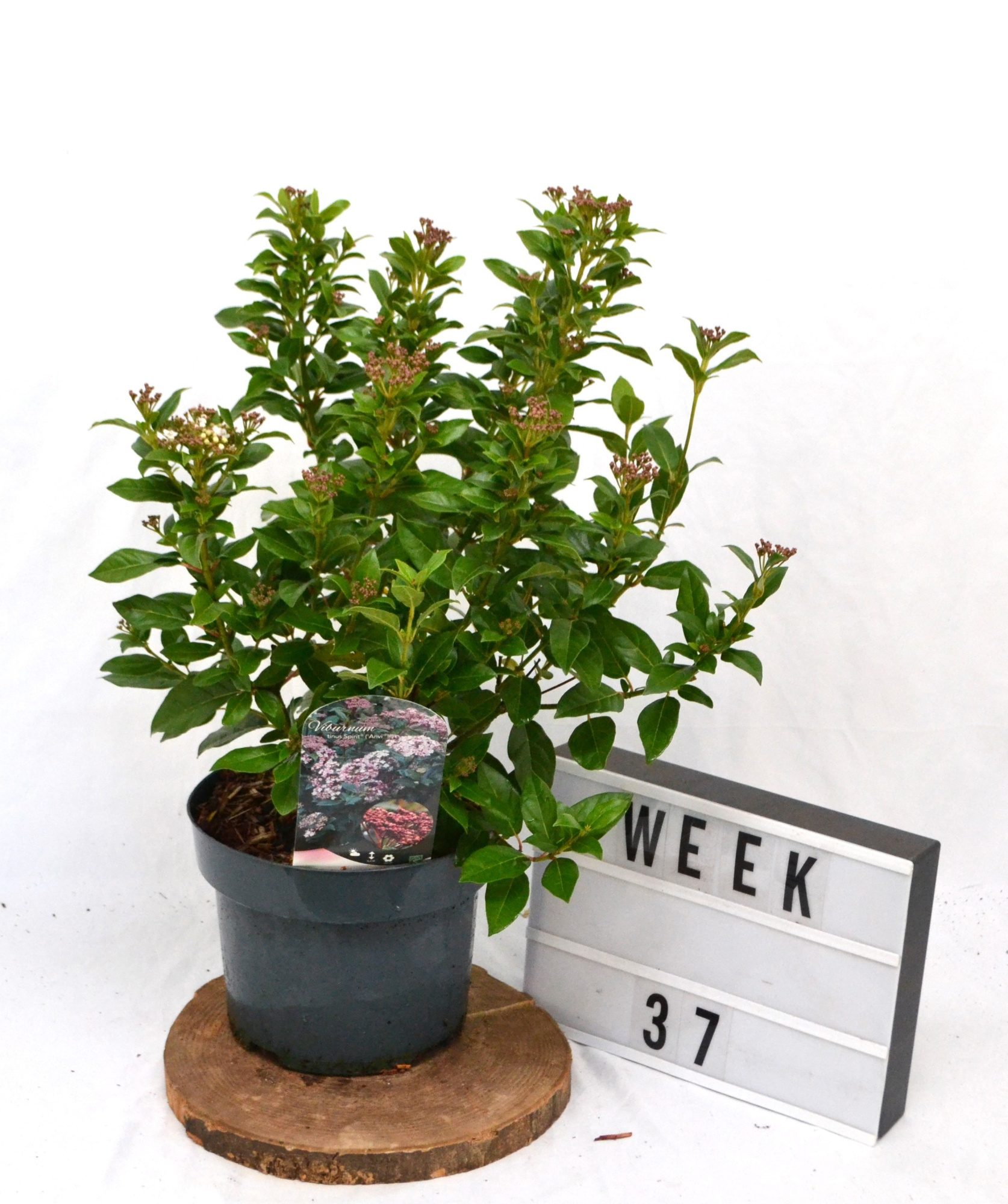 Viburnum tinus Spirit C5 40-60, D 23 cm