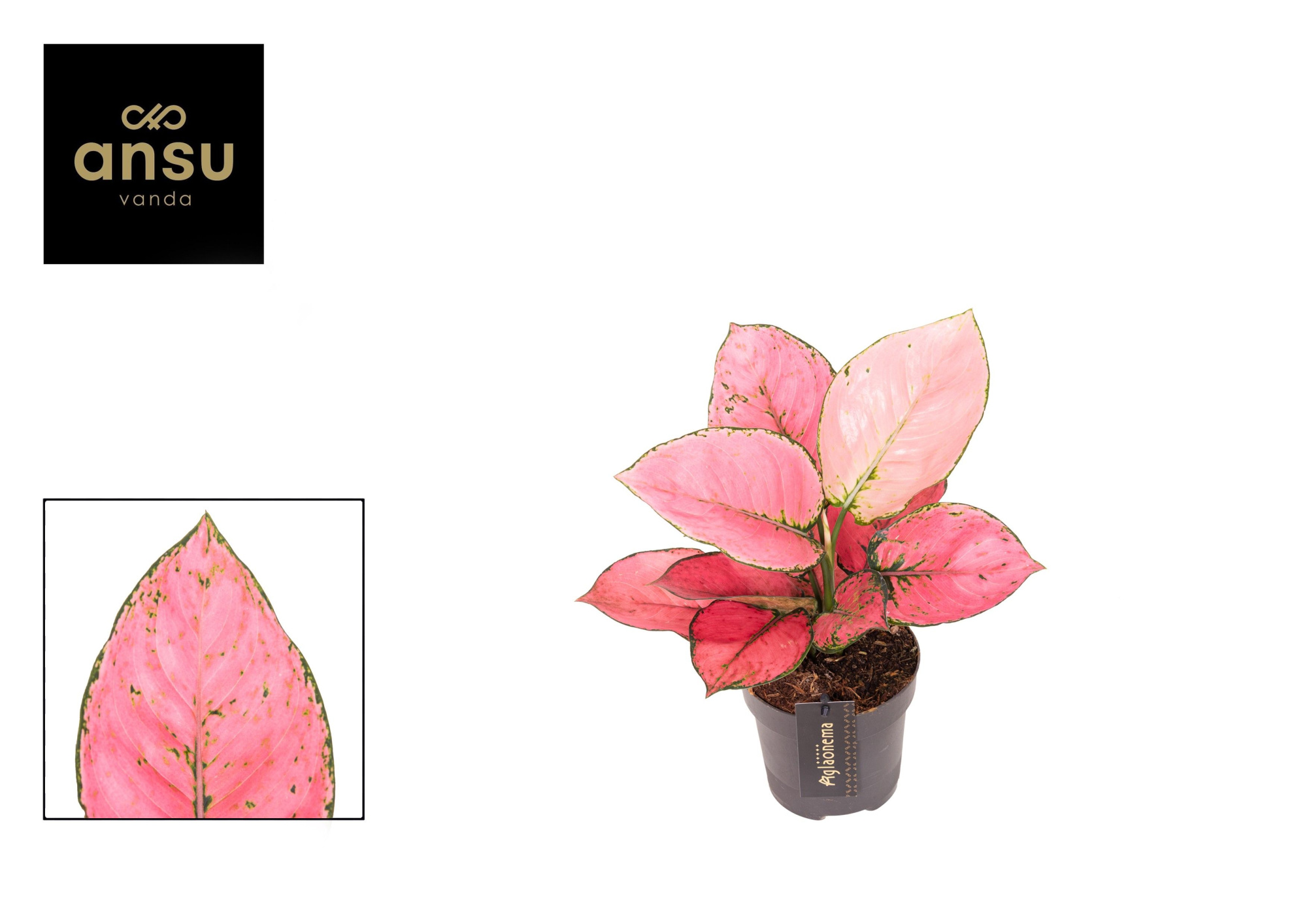 Aglaonema Raspberry Love, D 12 cm