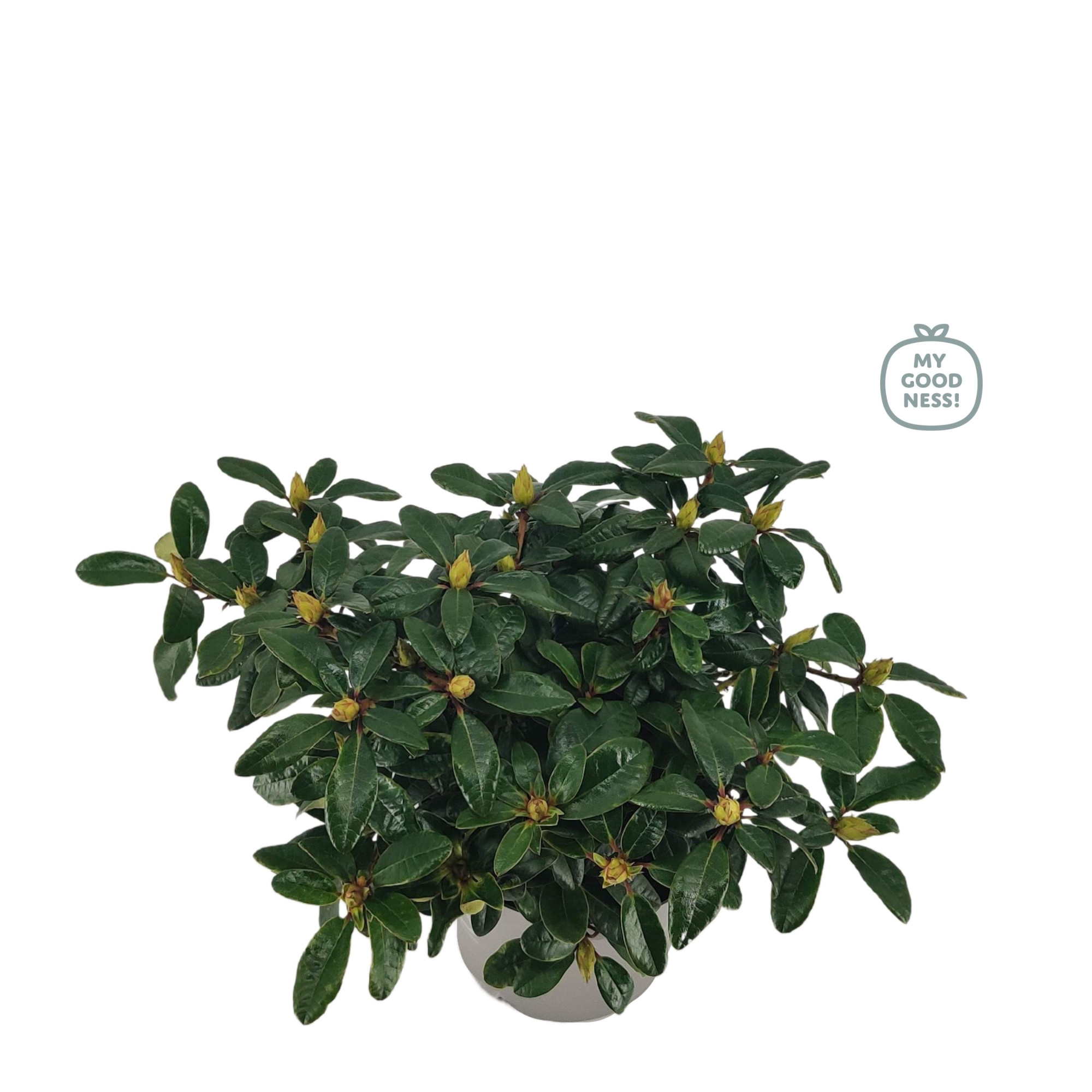 Rhododendron 30-40 / 4 liter 'Bengalen' dwerg, D 21 cm