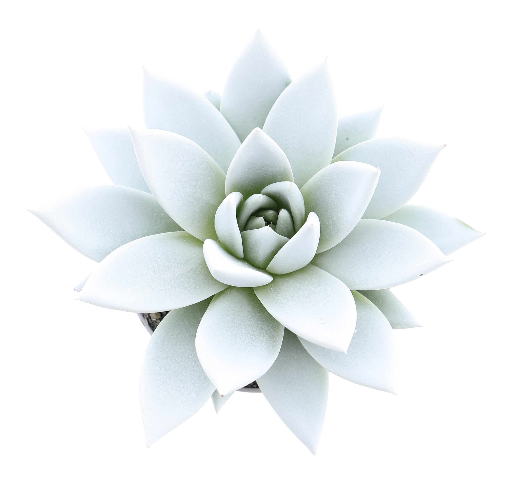 Rainbow white, D 8,5 cm