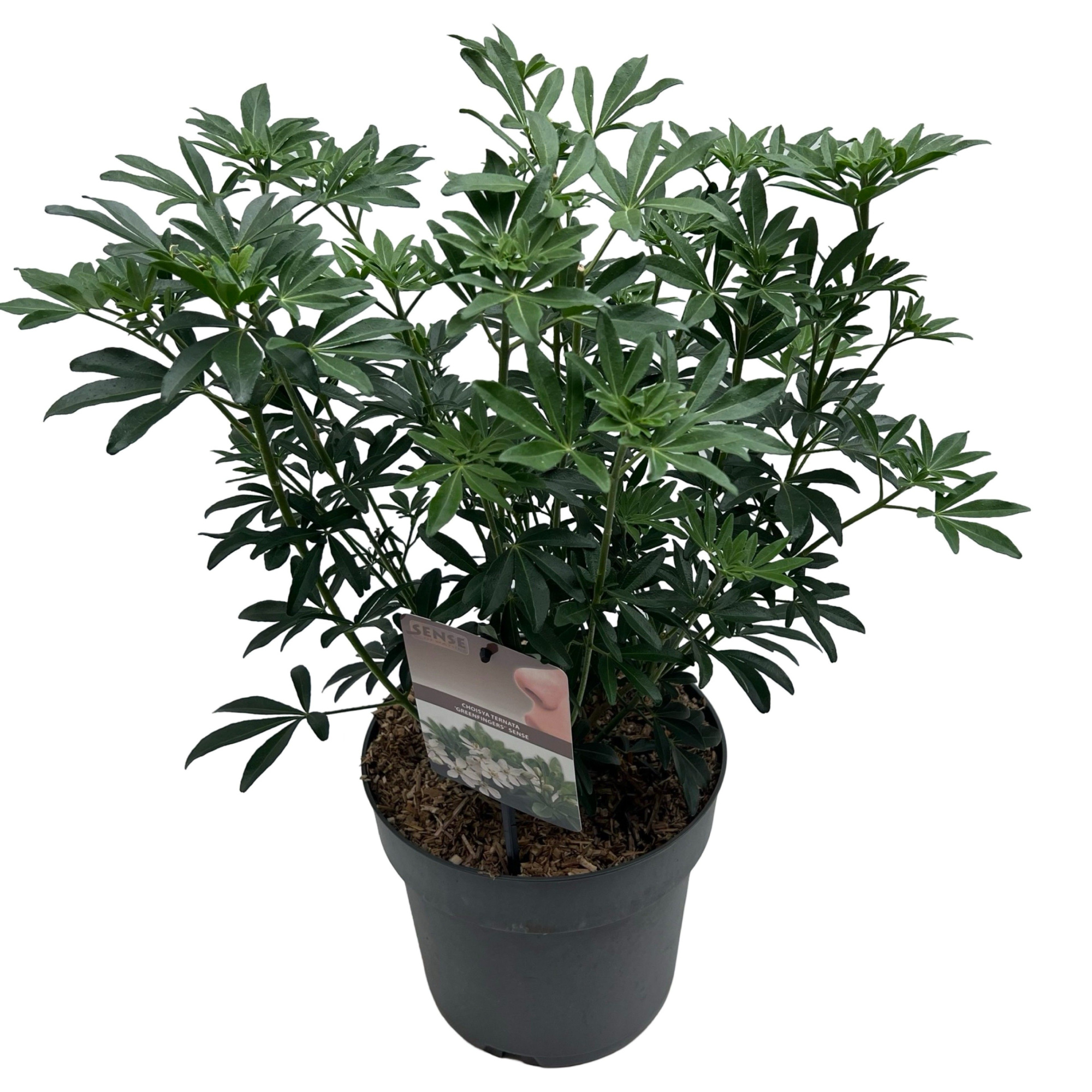 Choisya t. 'Greenfingers'® sense, D 23 cm